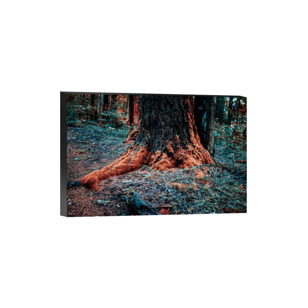 ptq_32_3_0_0_6000_4000_0_false_ffffff_0_0_.png