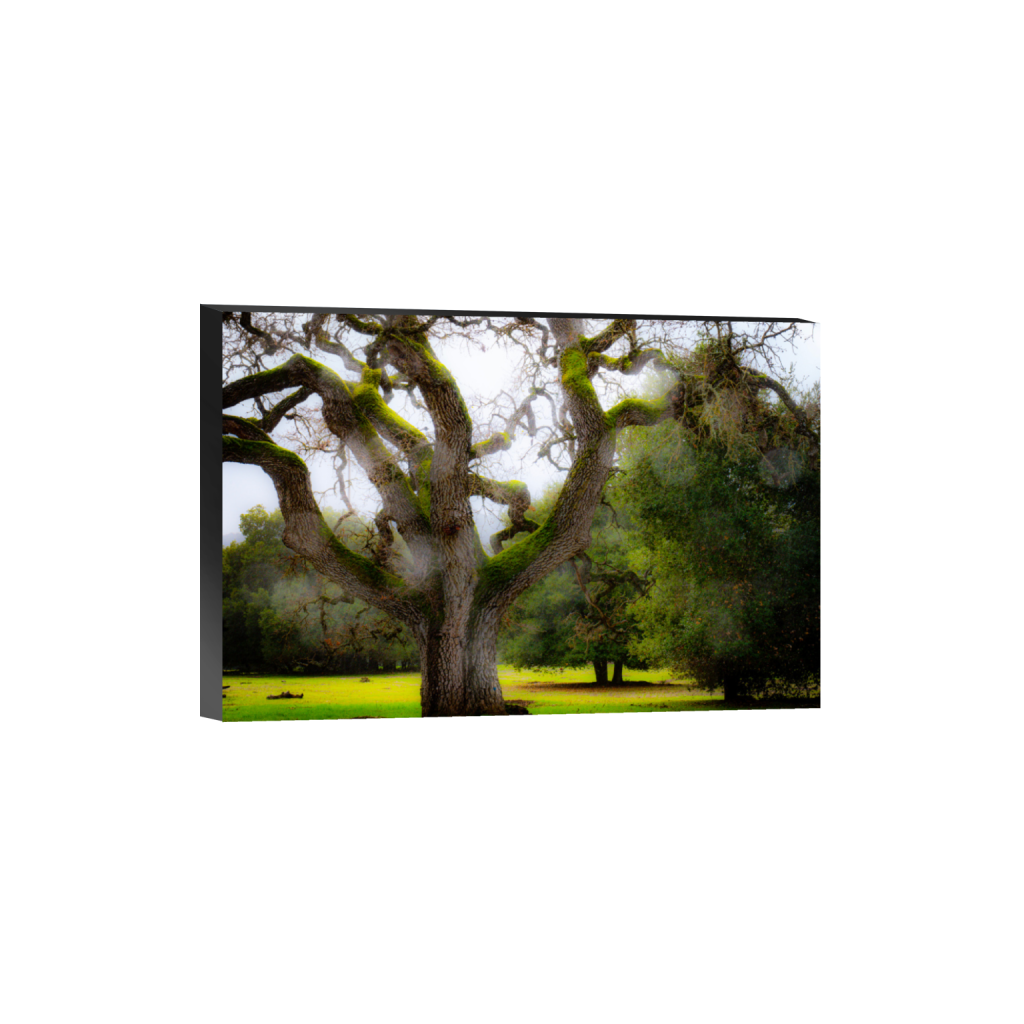 ptq_32_3_0_0_6000_4000_0_false_ffffff_0_0_.png