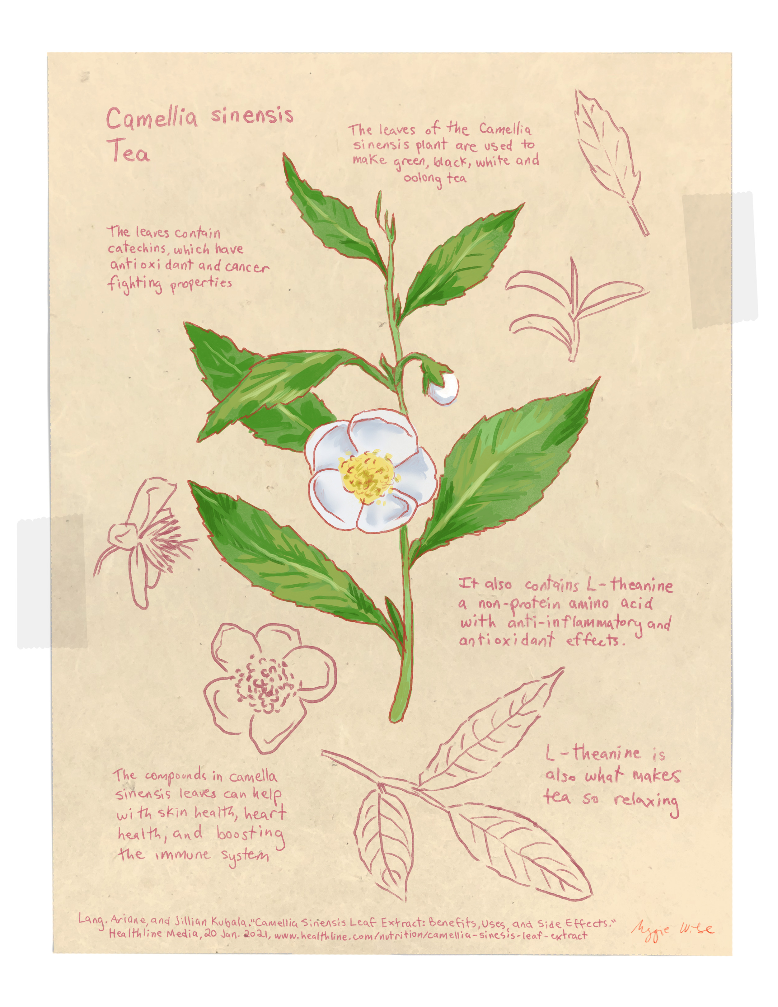 green tea.png