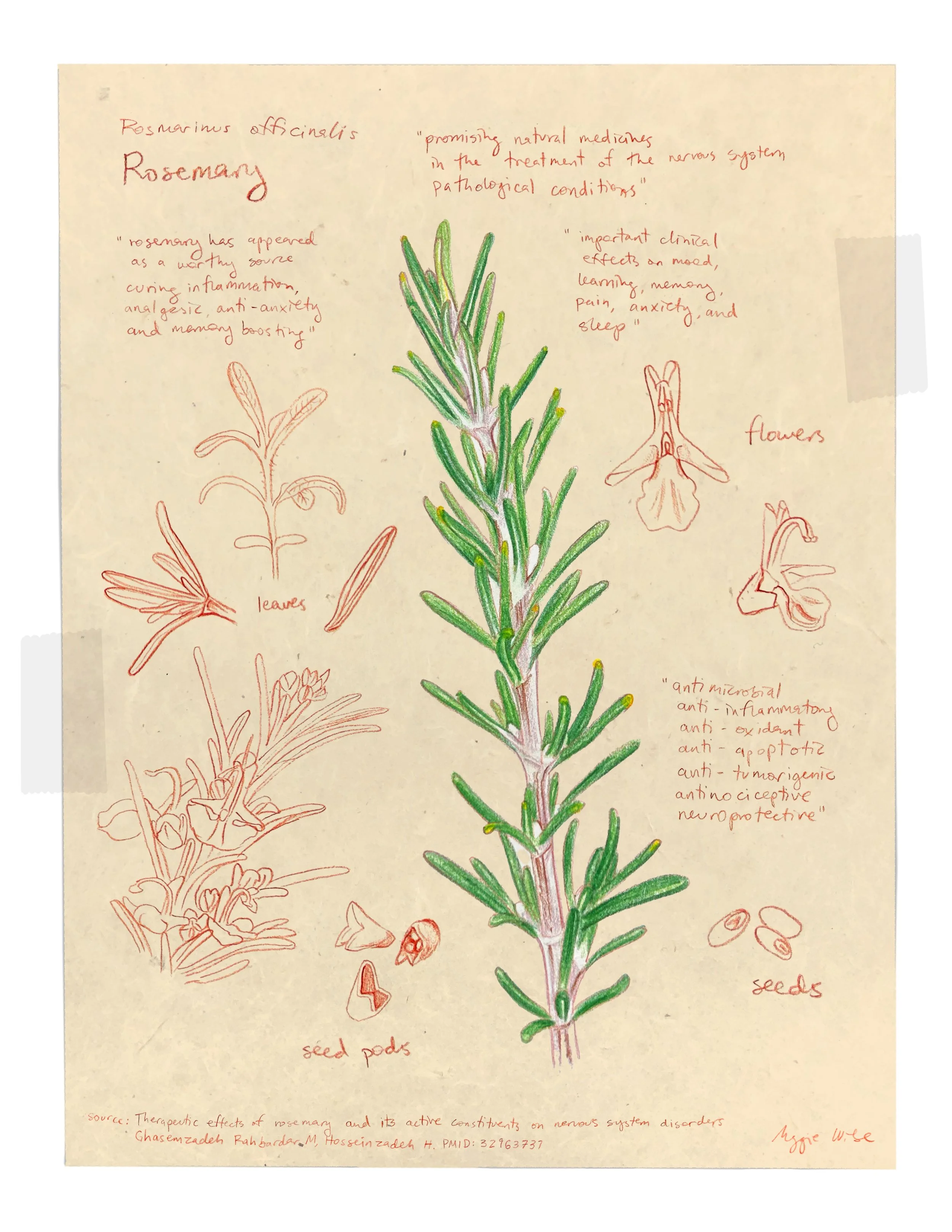 rosemary.jpg