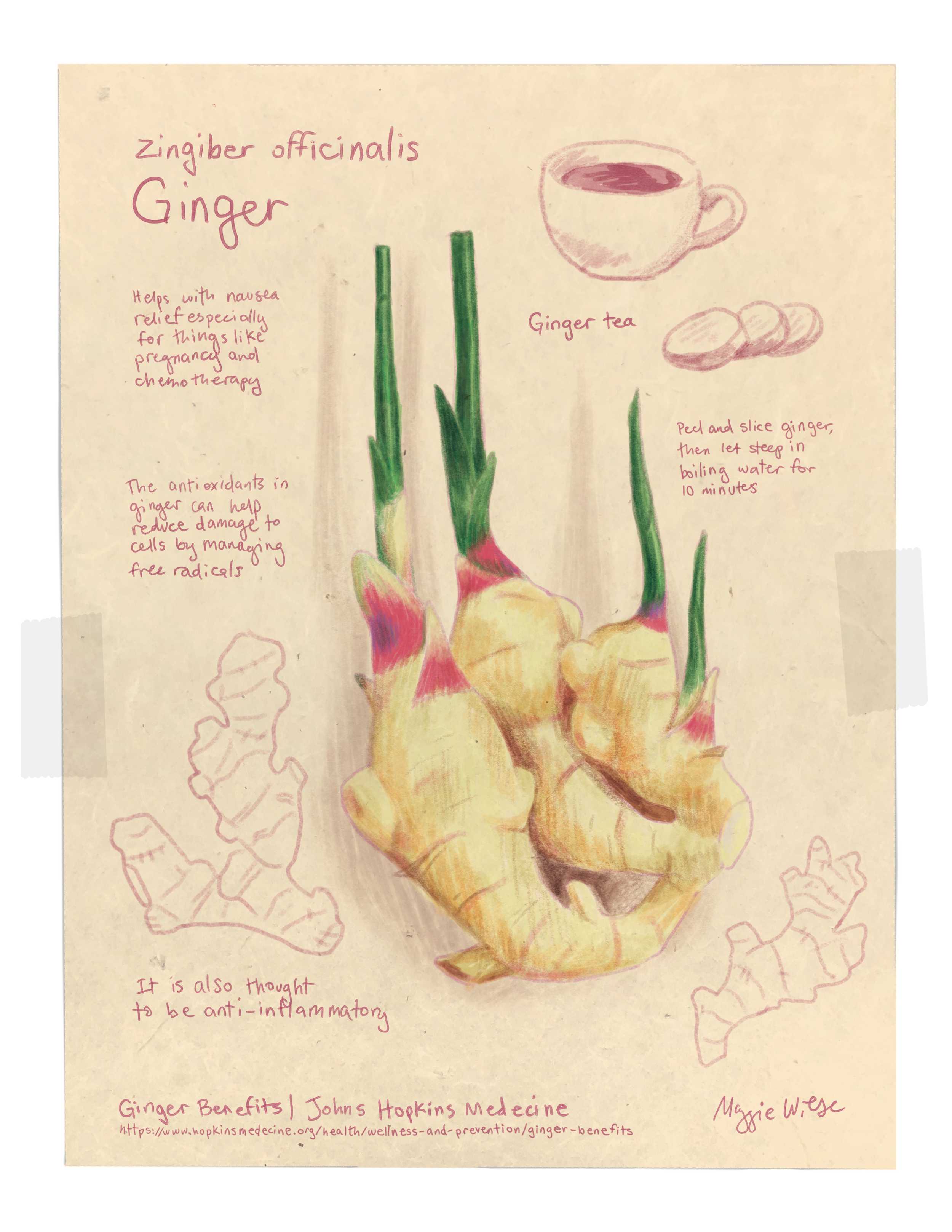 ginger.png