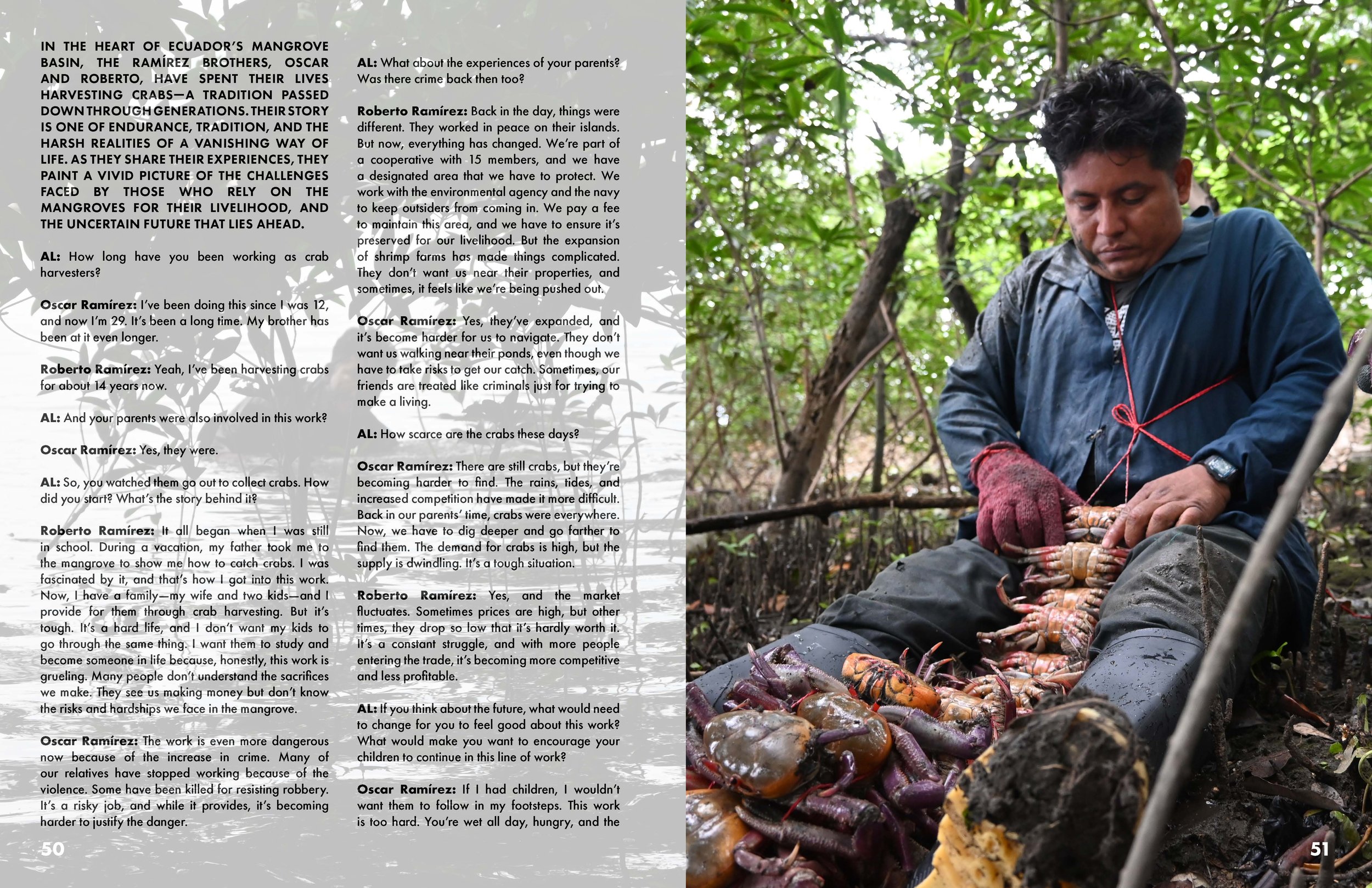 A man wearing a blue jacket and gloves is sitting in a mangrove forest, surrounded by crabs. He is organizing or collecting the crabs in front of him. The background features dense foliage and muddy ground. Accompanying text discusses crab harvesting