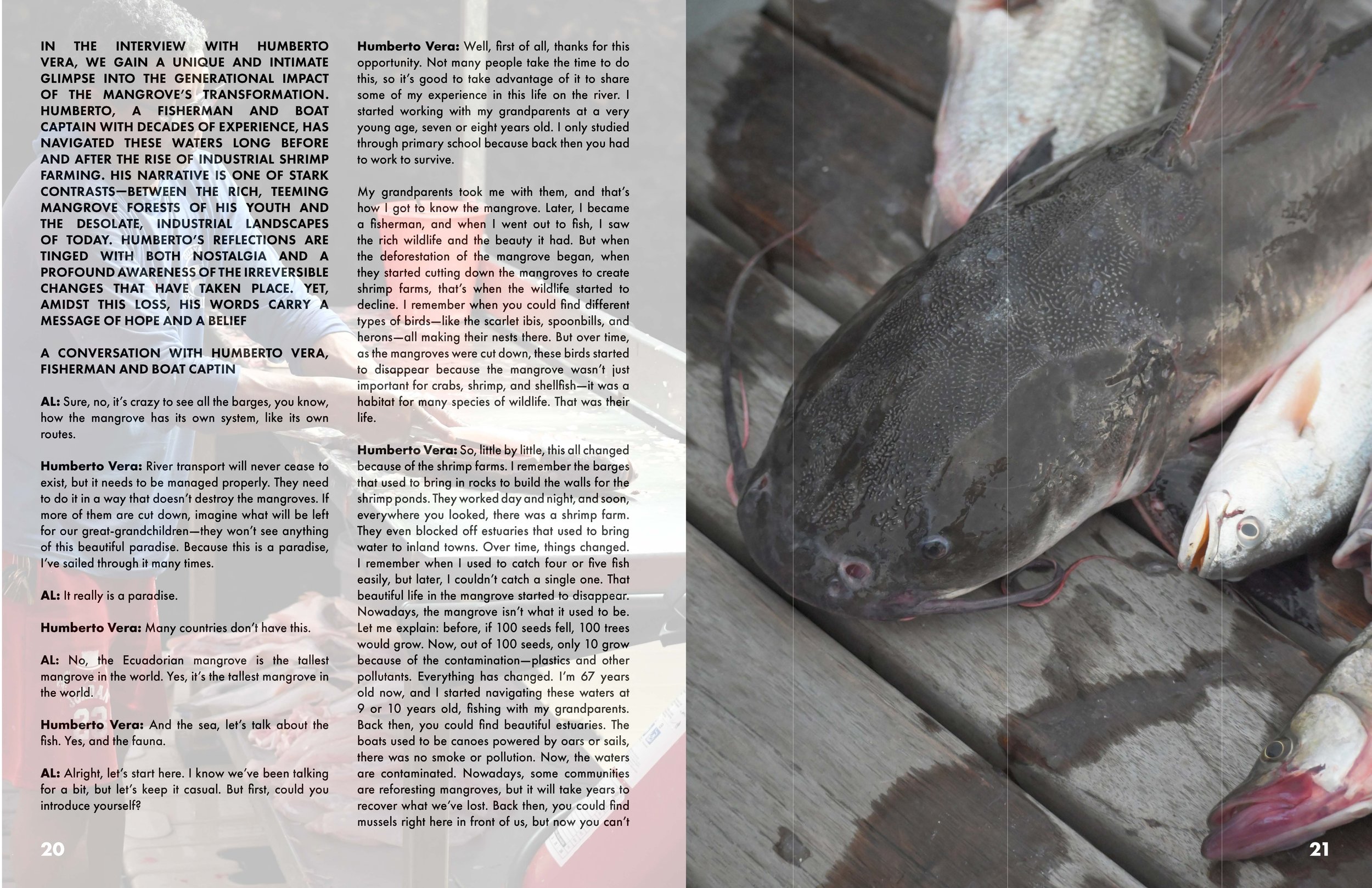 Magazine spread featuring an interview with Humberto Vera, a fisherman and boat captain, discussing mangrove conservation alongside an image of freshly caught fish on a wooden surface.