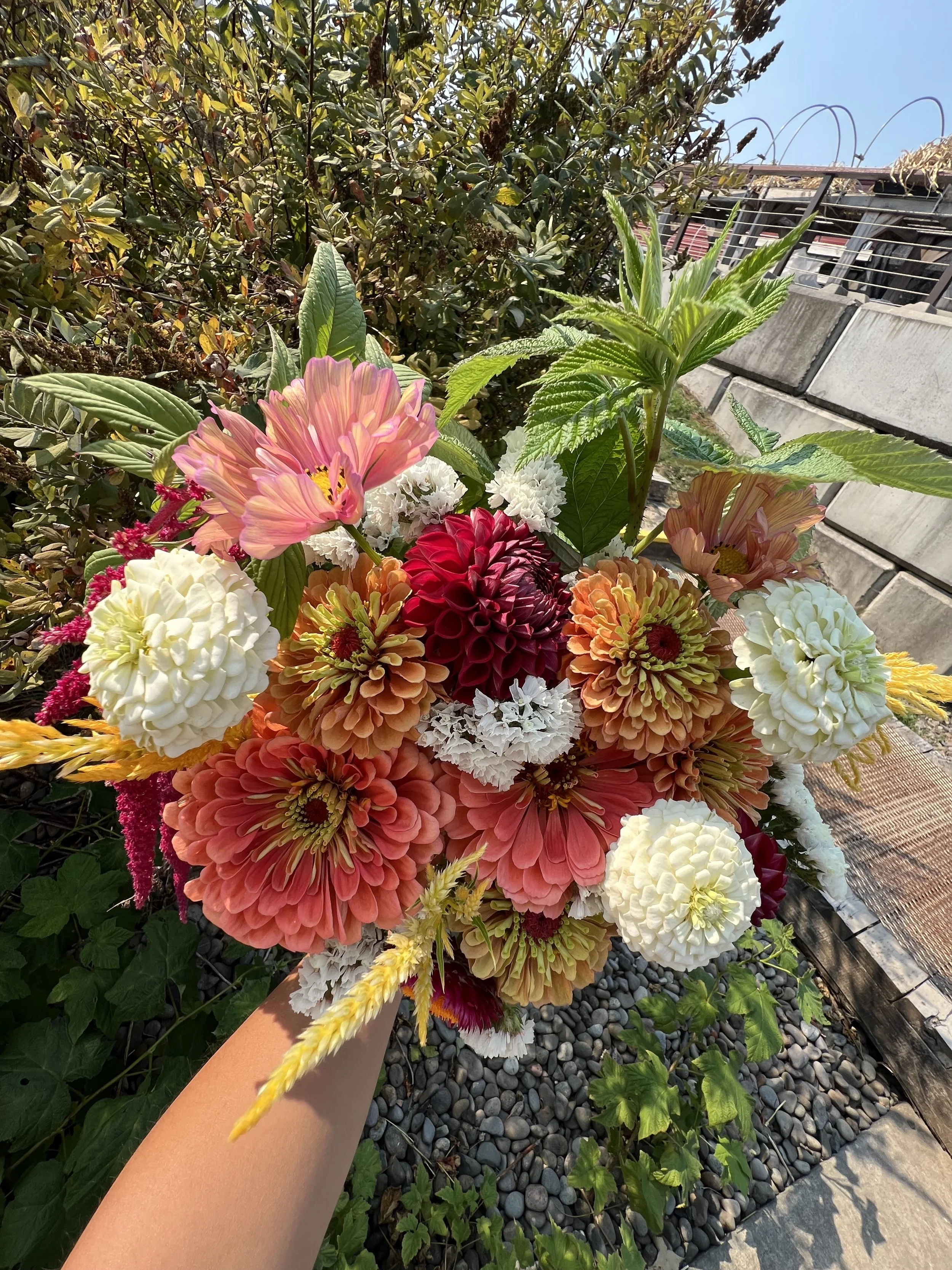 Late Summer CSA (6 weeks)