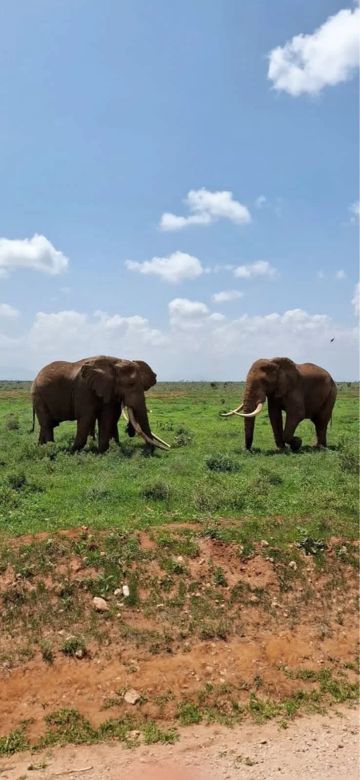 Retorno a lo Esencial Kenia - Retiro y vacaciones de nutrición y bienestar 2026.