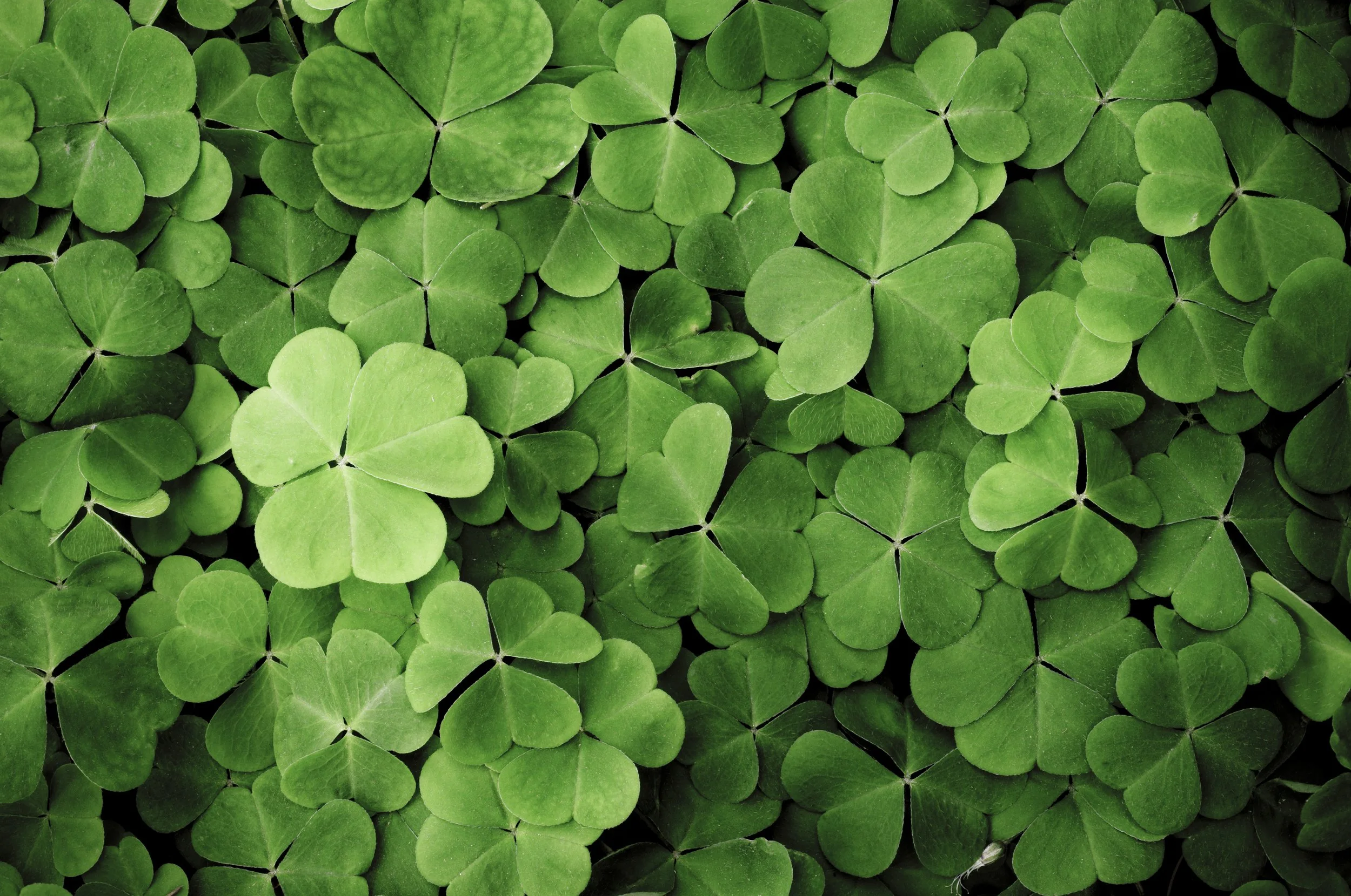 Clover GPS Tracking Before.jpg