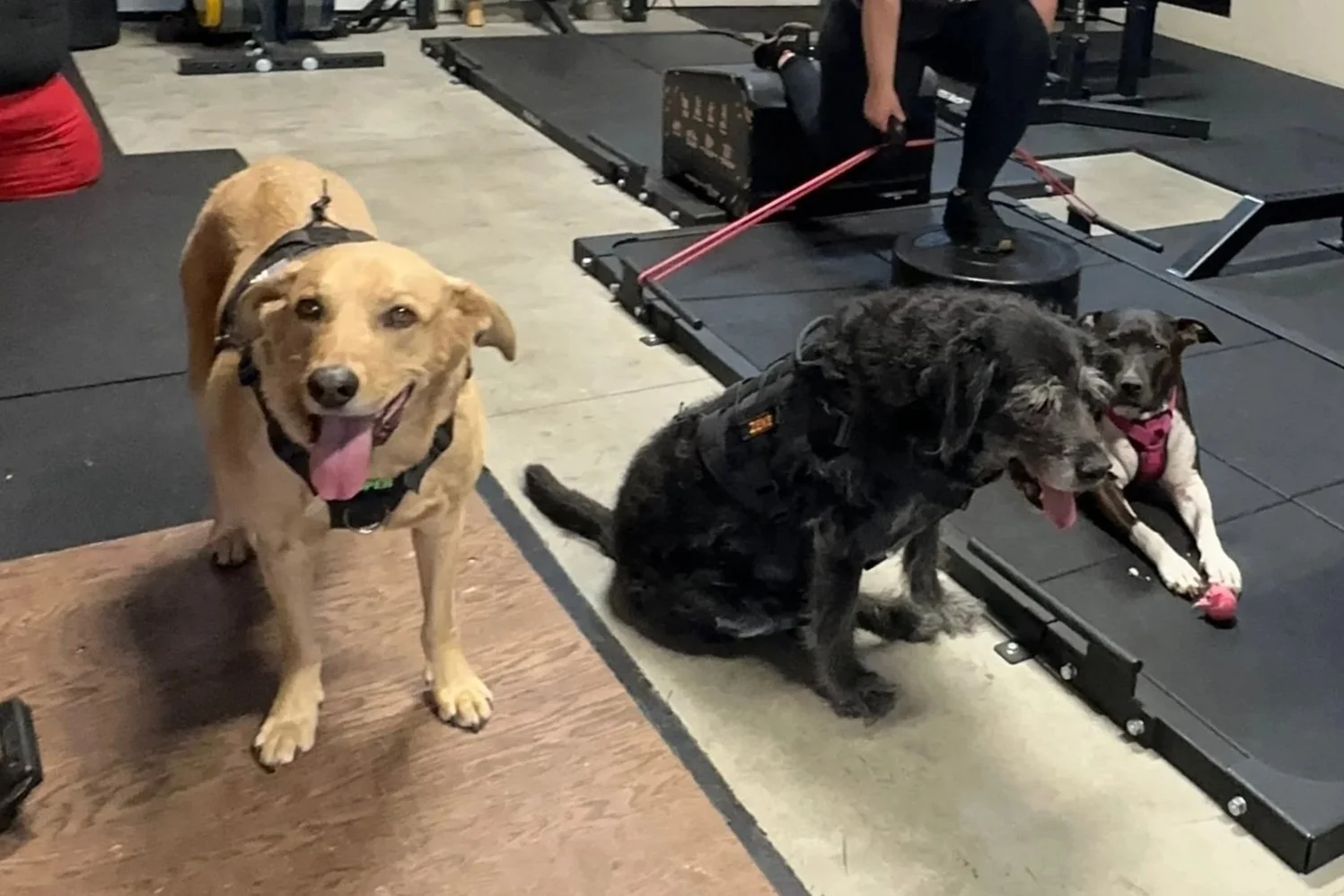 Three dogs at a gym with two on a treadmill and one standing nearby. The dog on the treadmill, a black dog with a harness, is being guided by a person in the background. The standing dog is a light-colored, happy-looking dog with its tongue out.