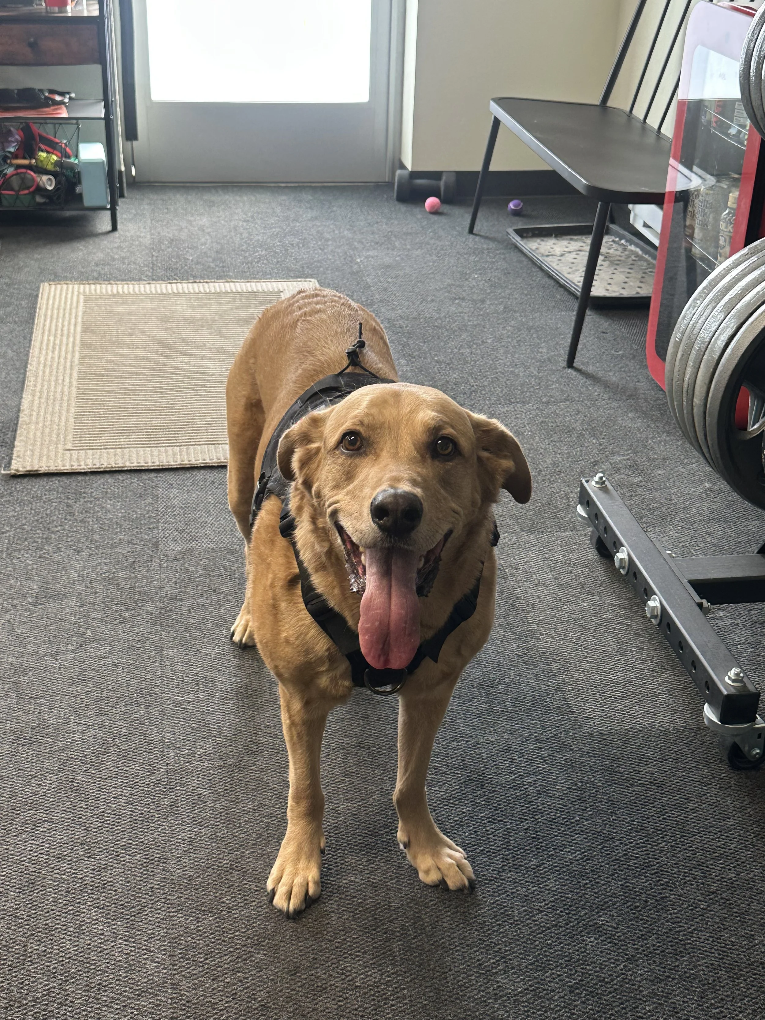 A happy tan dog standing indoors on a gray carpet, tongue hanging out, wearing a black harness, near gym equipment and a door.