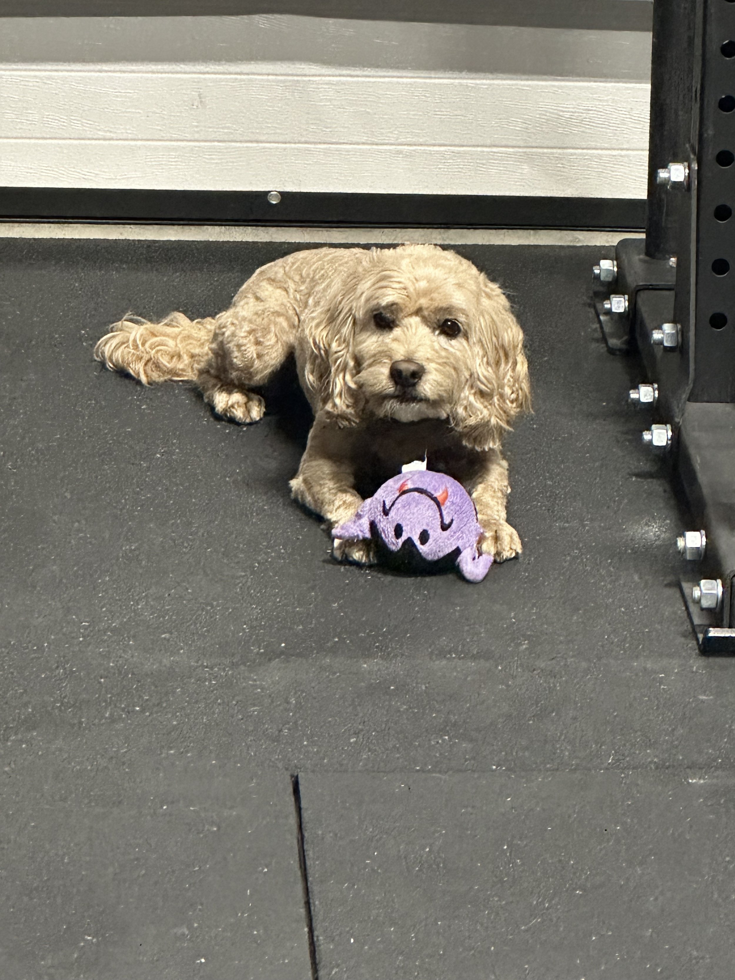 A small, tan-colored dog lying on a rubber gym floor, holding a purple plush toy with a smiling face. The dog is near a black metal weight rack and a gray wall.