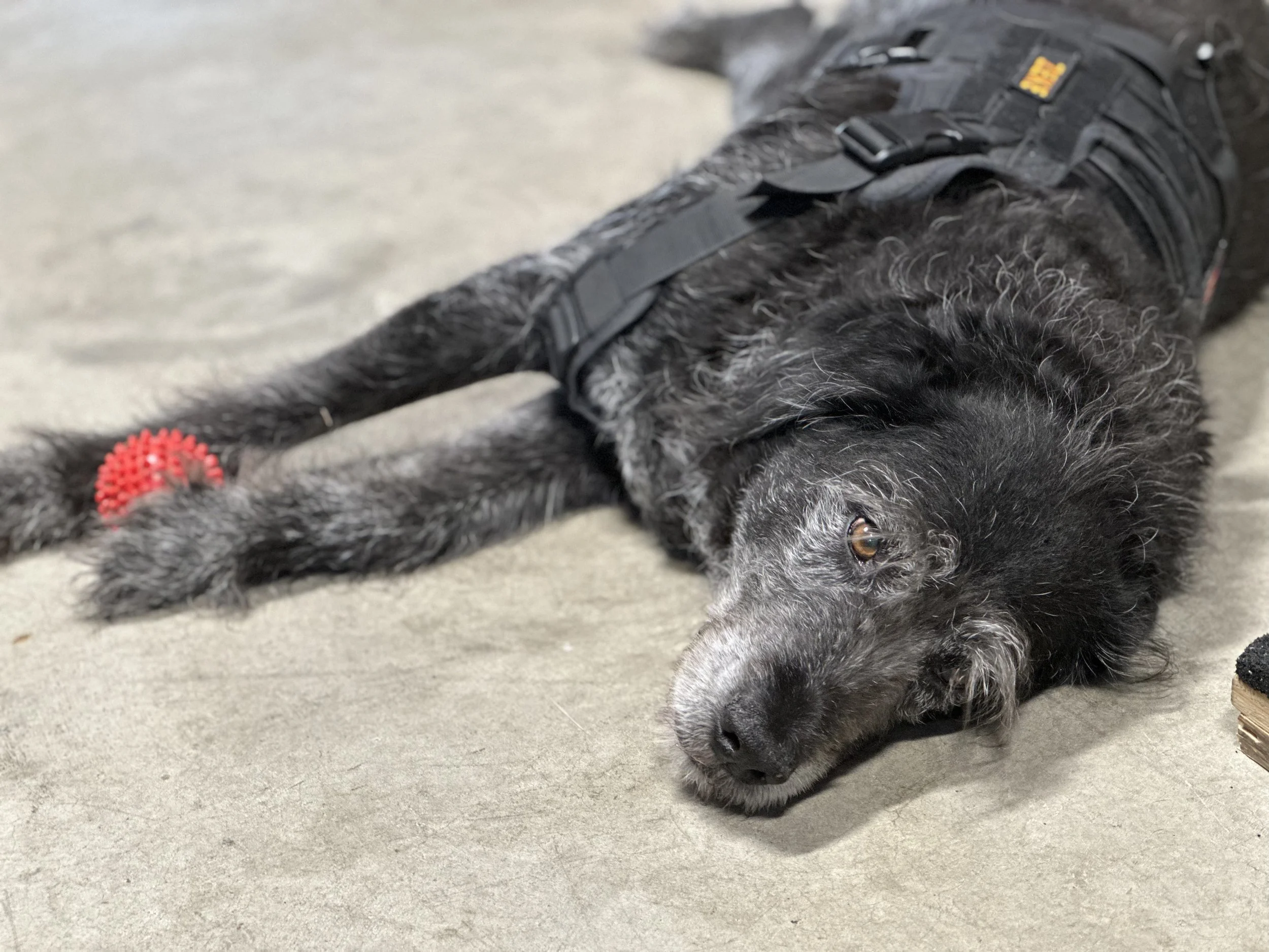 A black dog with gray fur lying on a gray concrete floor, wearing a black harness and a red ball attached to its collar.