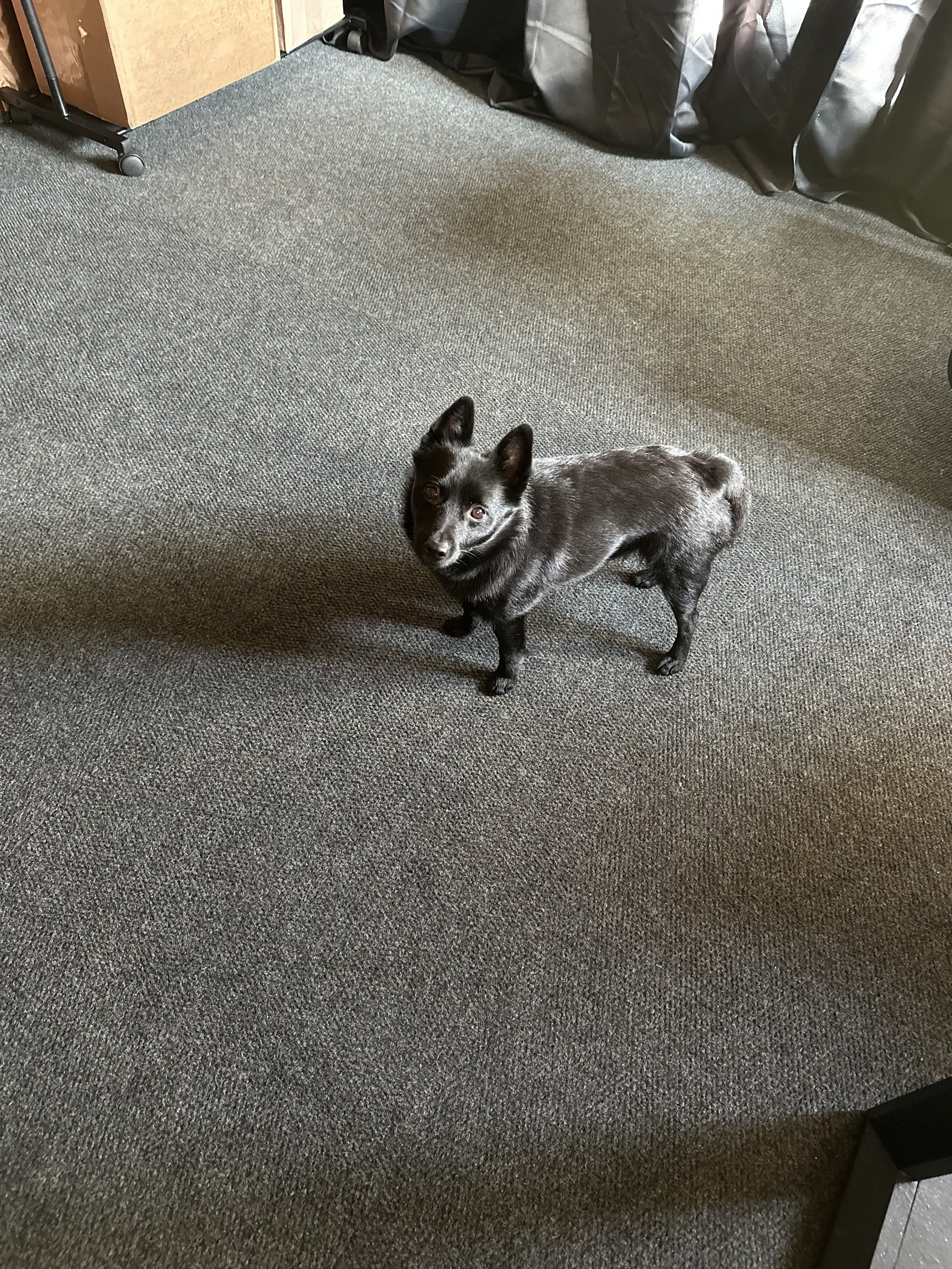 A small black dog with pointed ears looking up in an indoor space with grey carpet, a black bag, and furniture.