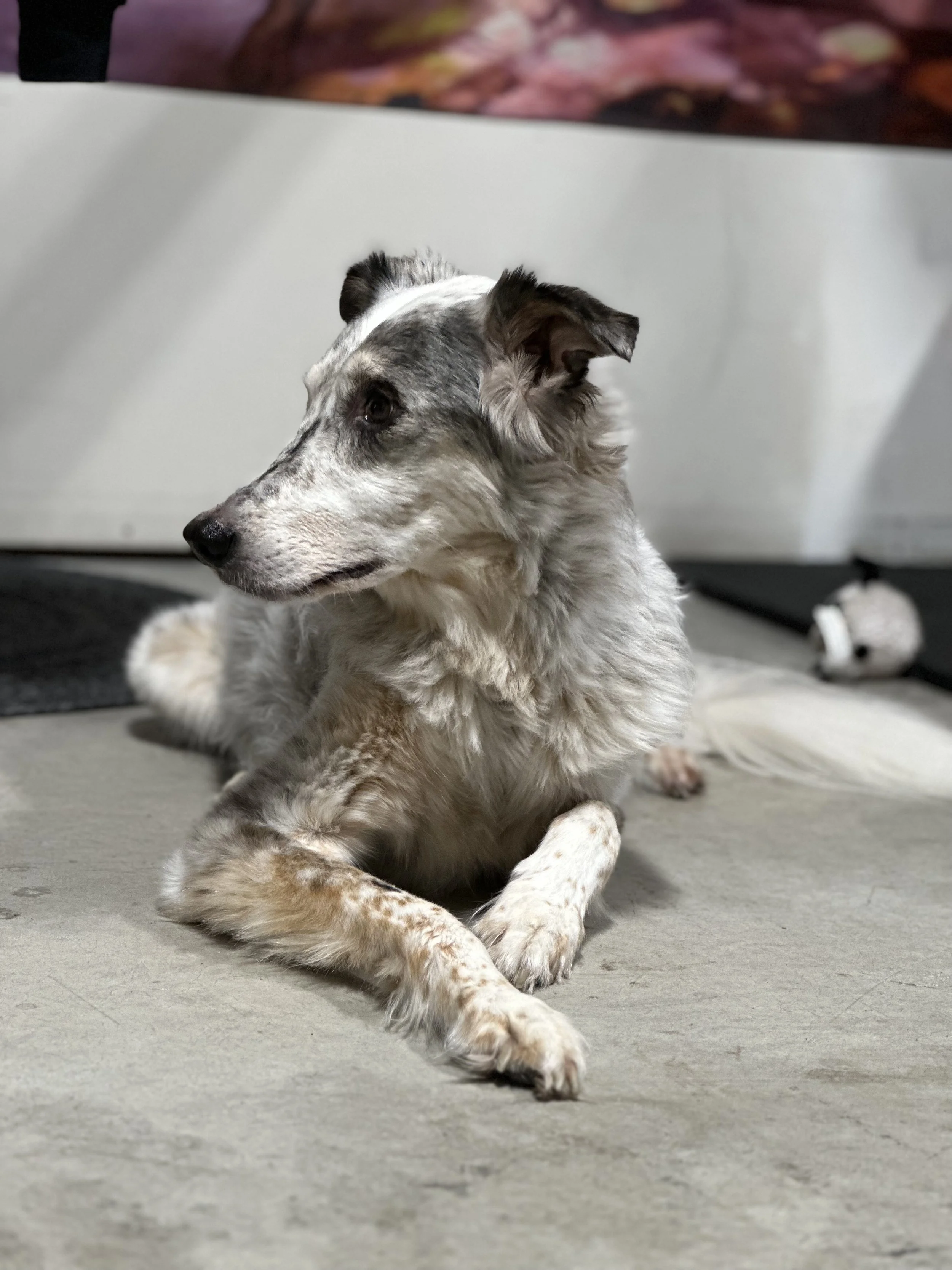 A dog with a white and gray coat lying on a light gray carpet in a room.