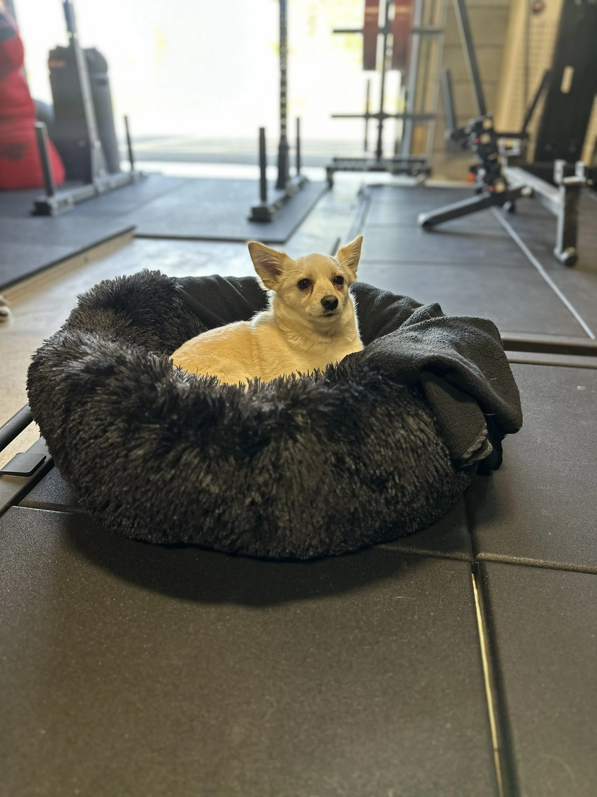 A small tan dog lying on a black furry blanket on a gym bench in a fitness center, with gym equipment in the background.