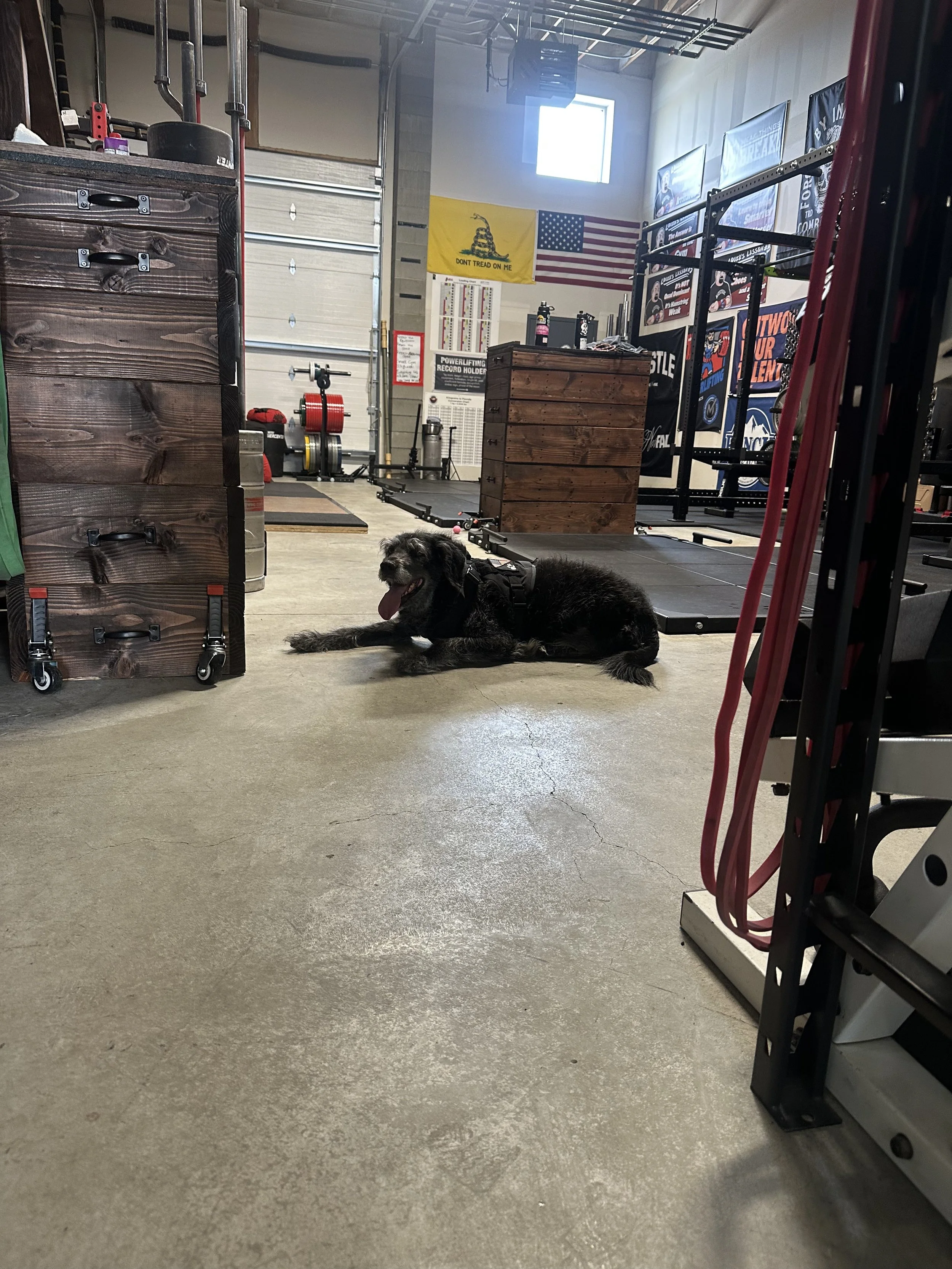 Indoor gym with a dog lying on the floor in front of workout equipment, flags, and posters on the wall.
