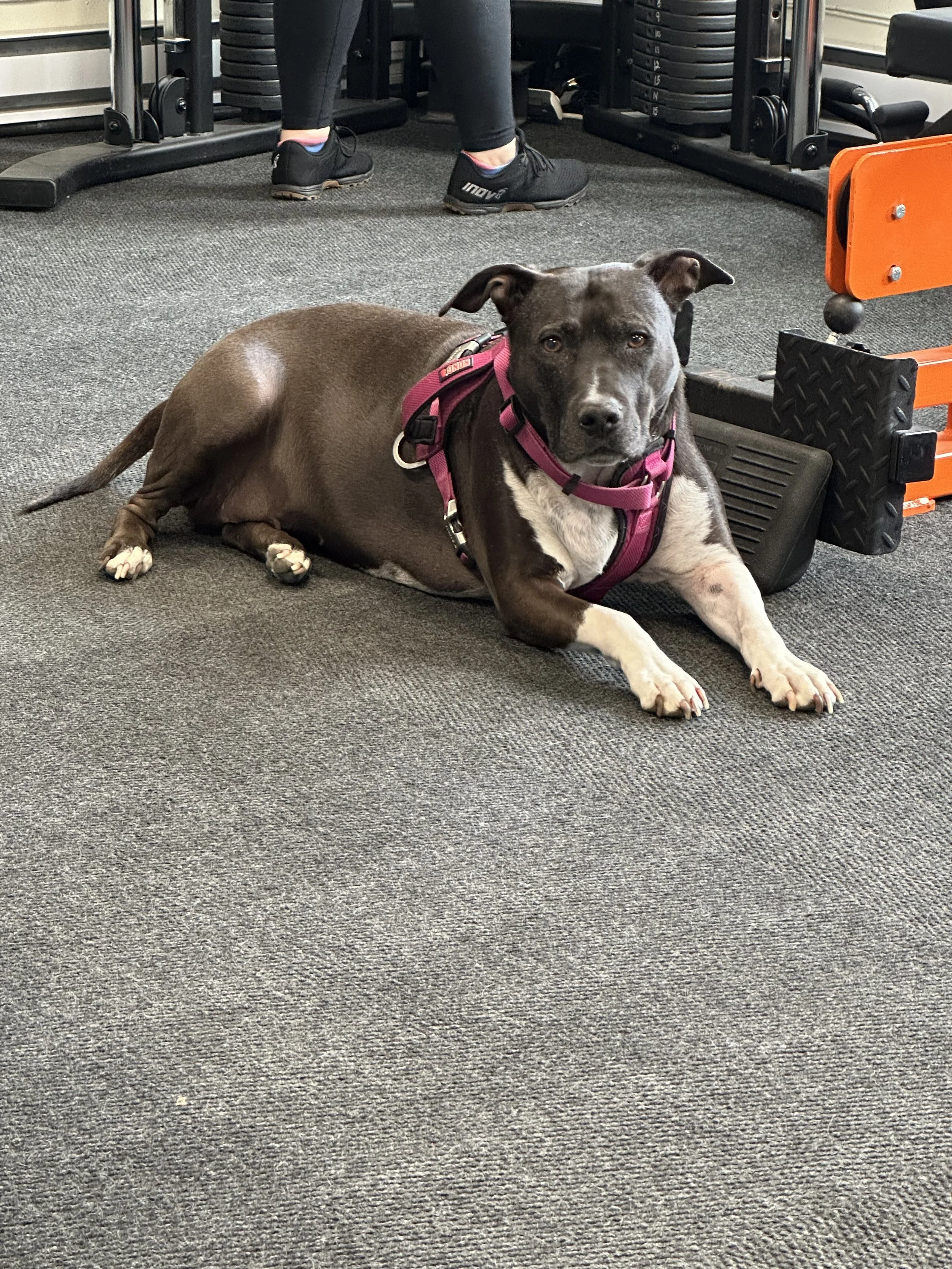 A gray and white dog lying on a gym floor next to some workout equipment, wearing a pink harness.