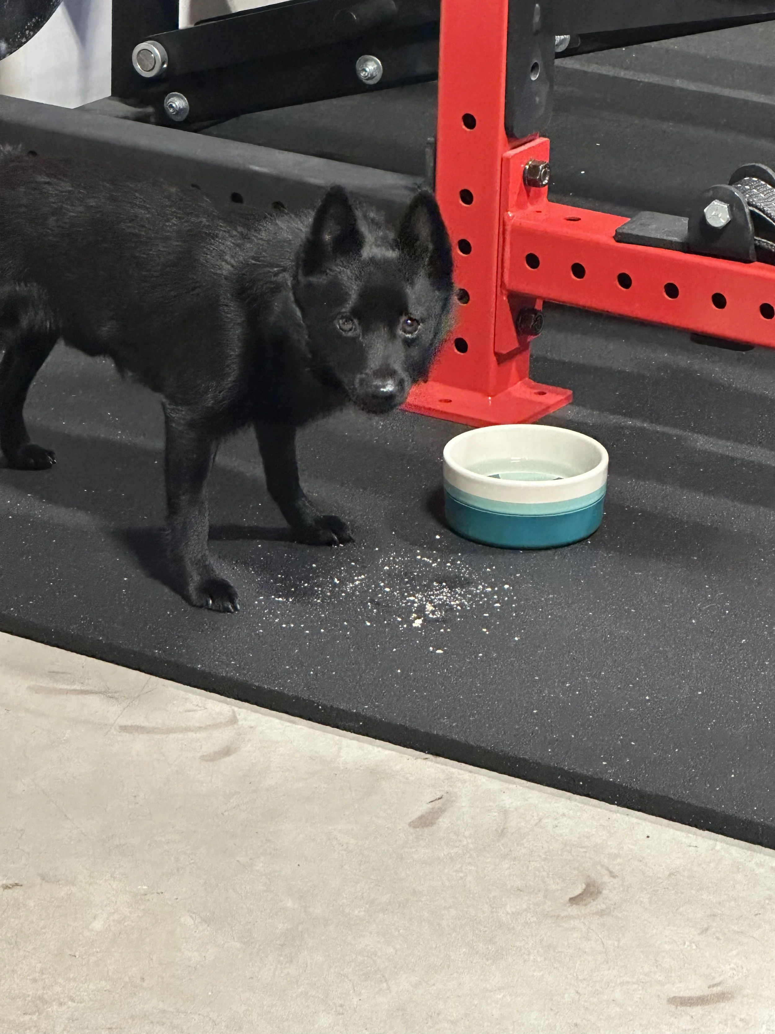 Black puppy with pointy ears near a water bowl on a black rubber gym floor, with gym equipment in the background.