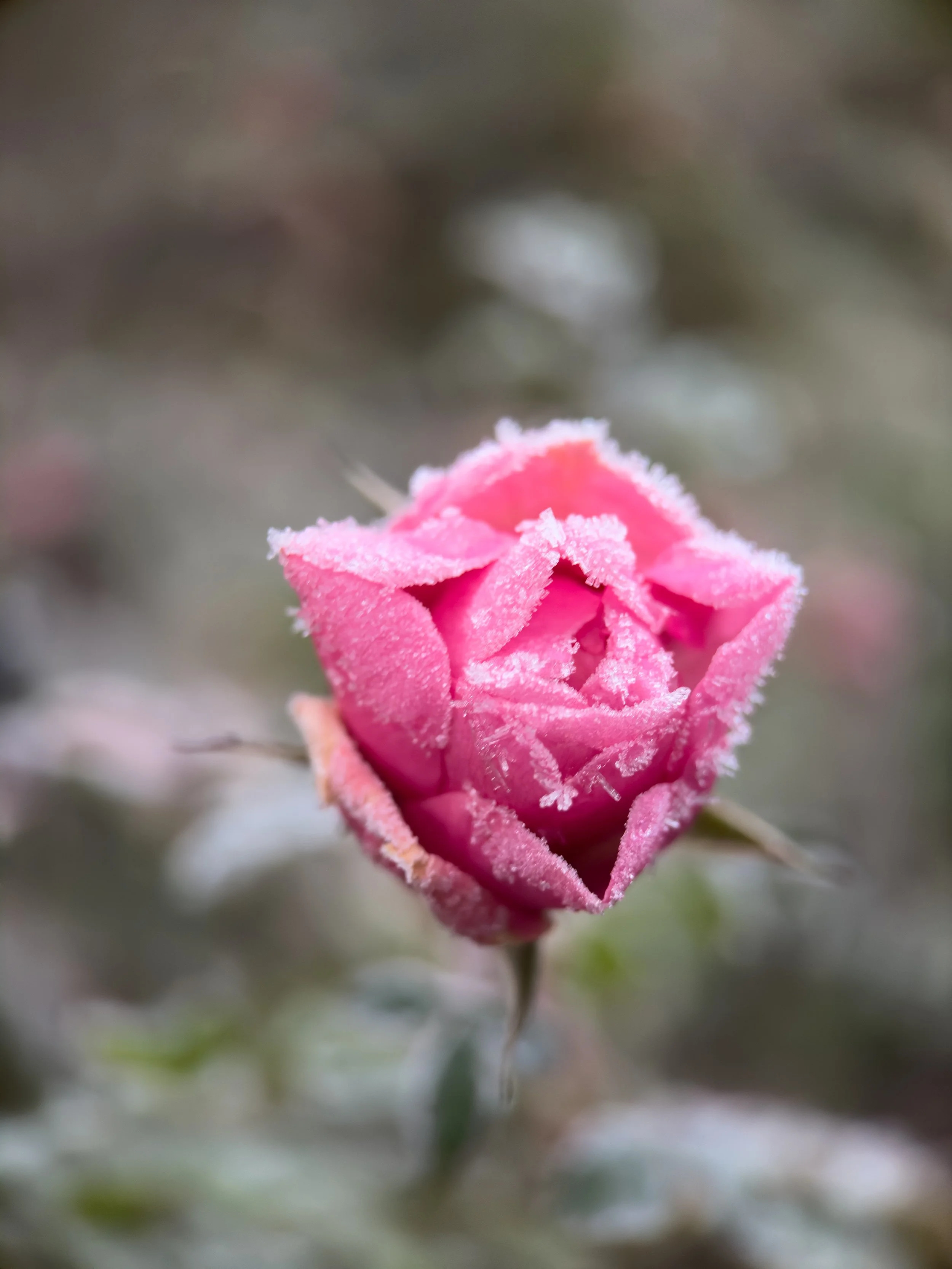 IMG_6841.jpg