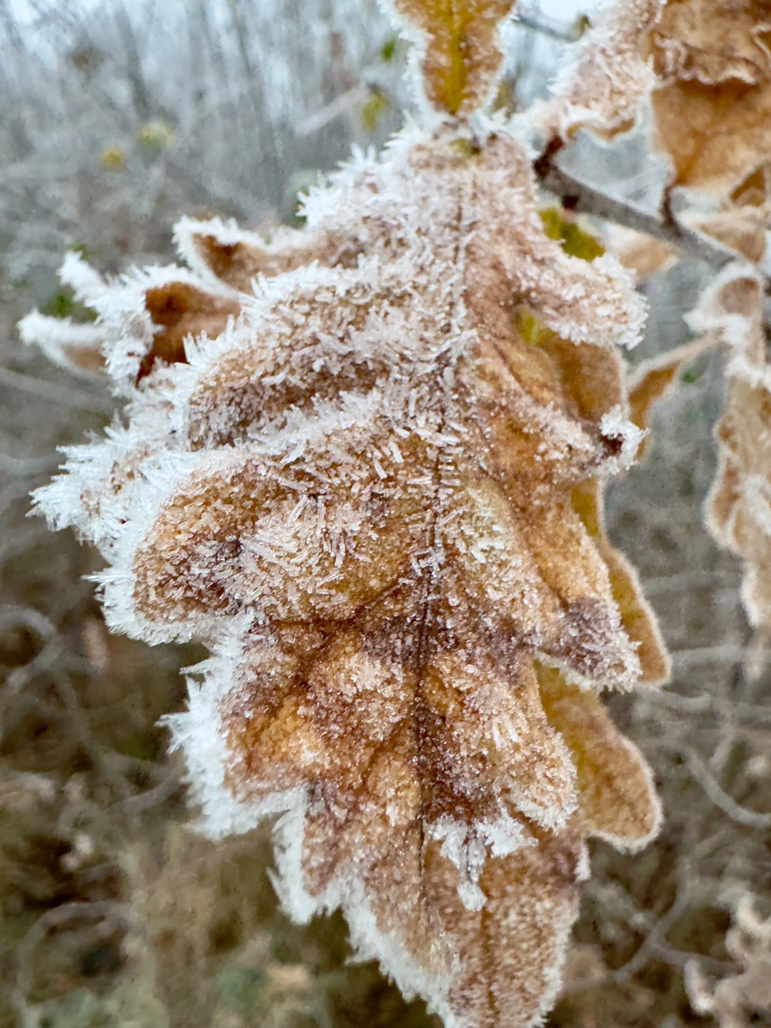 IMG_6861.jpg