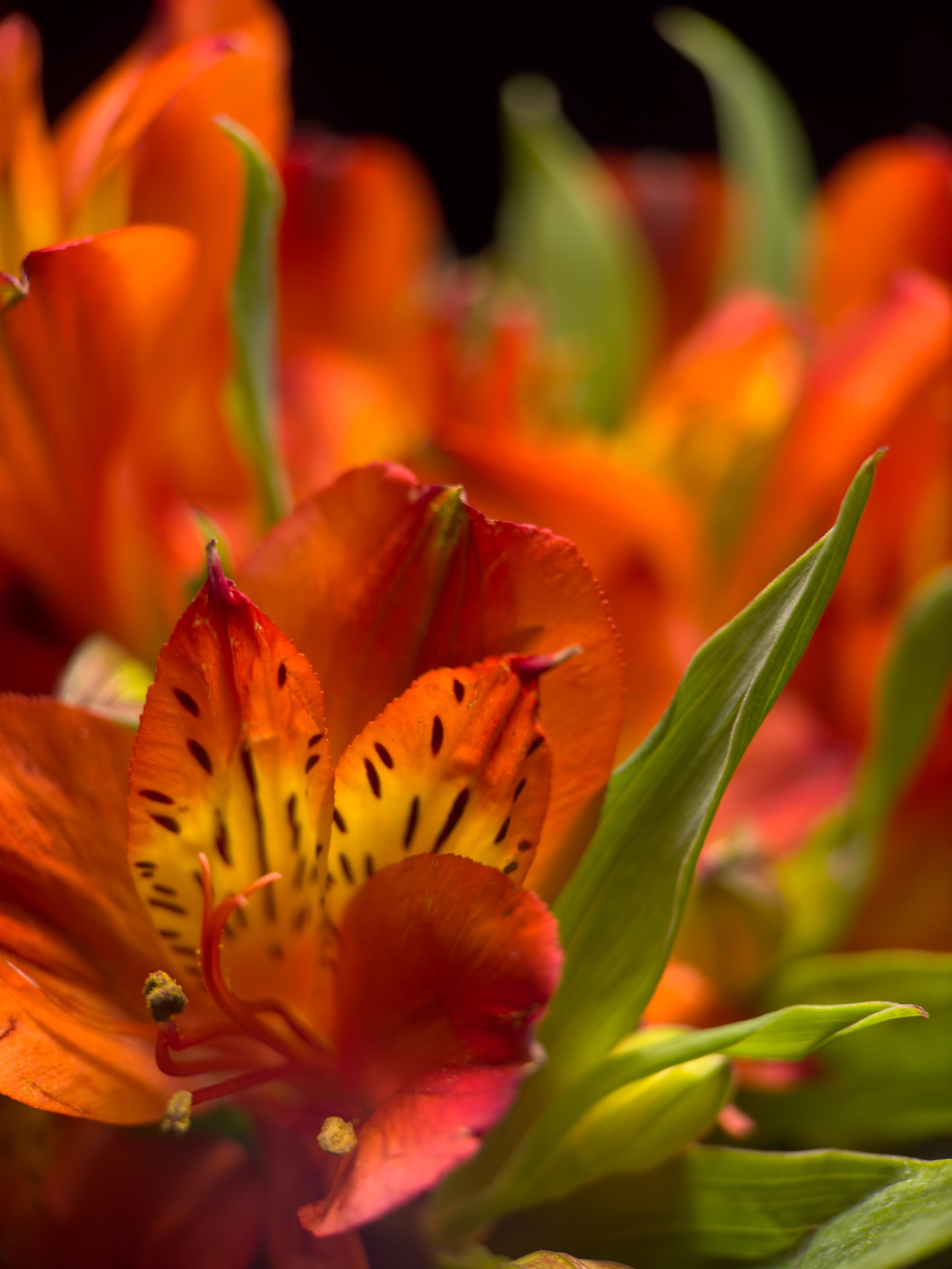 Verborgene Welten in leuchtenden Farben: Makro-Magie der Inka-Lilien