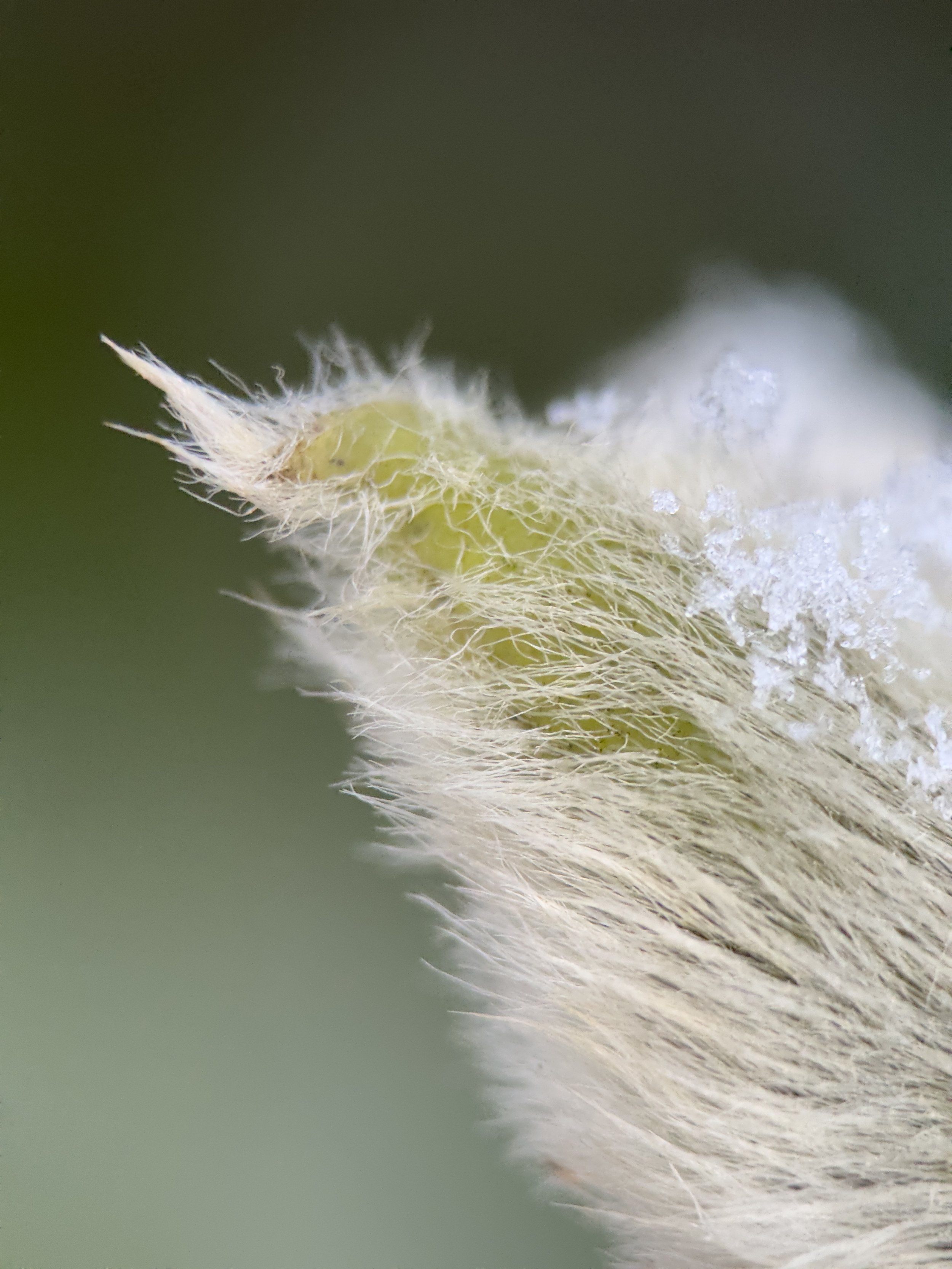 Zarte Farbtupfer im Schnee: Makro-Entdeckungen an einem winterlichen Morgen