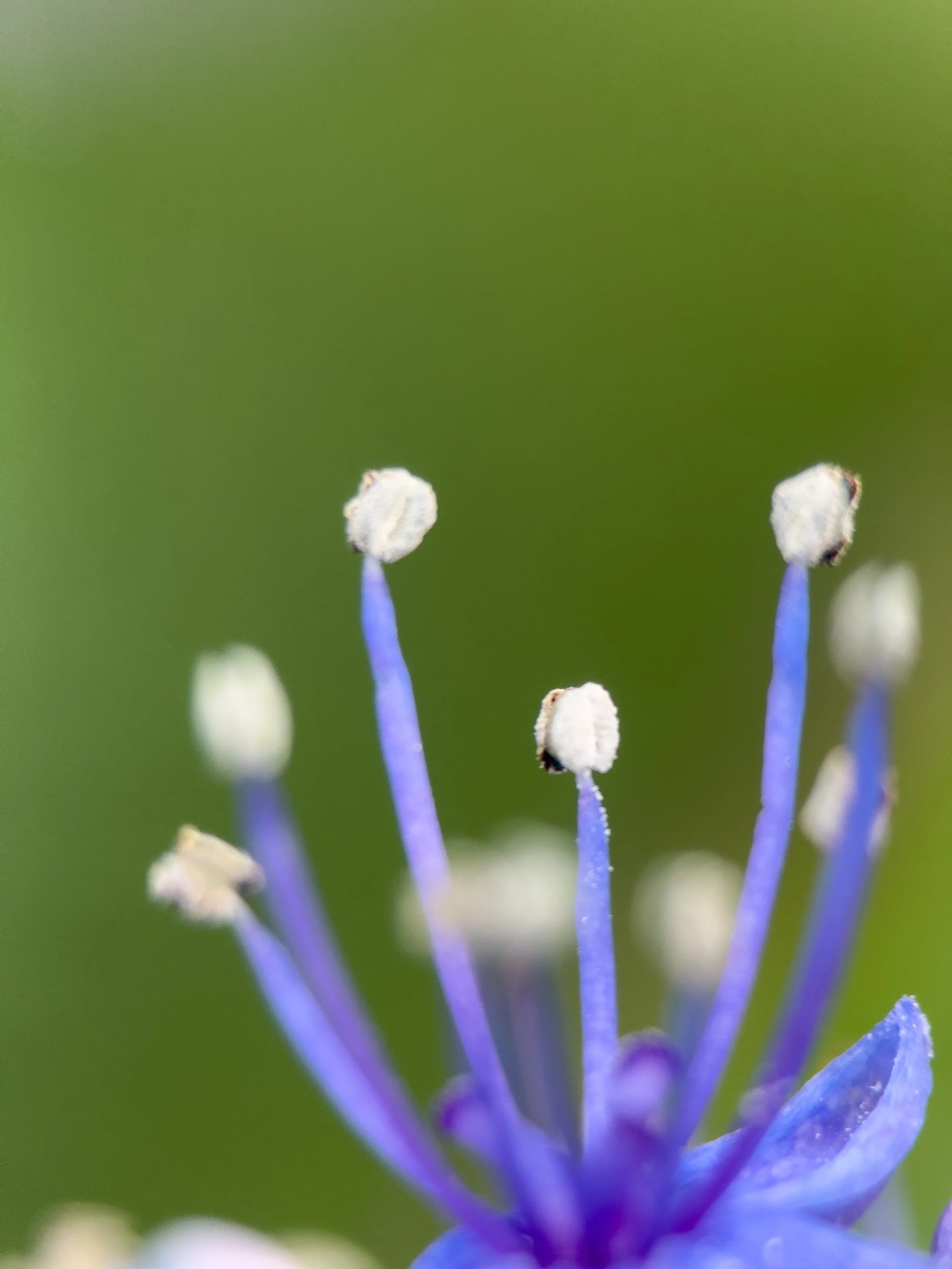 IMG_4154.jpg