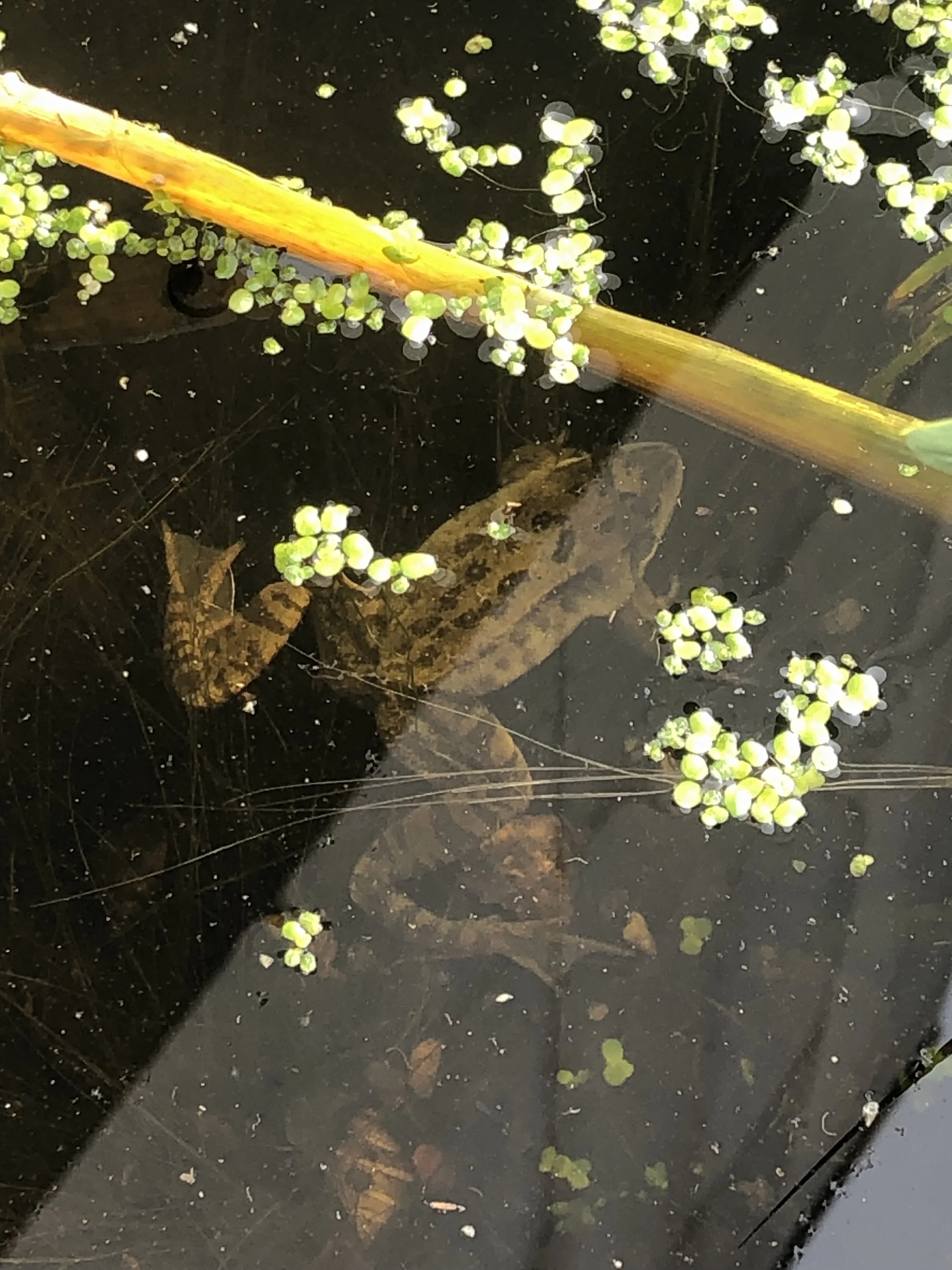 Frogs in the school's pond