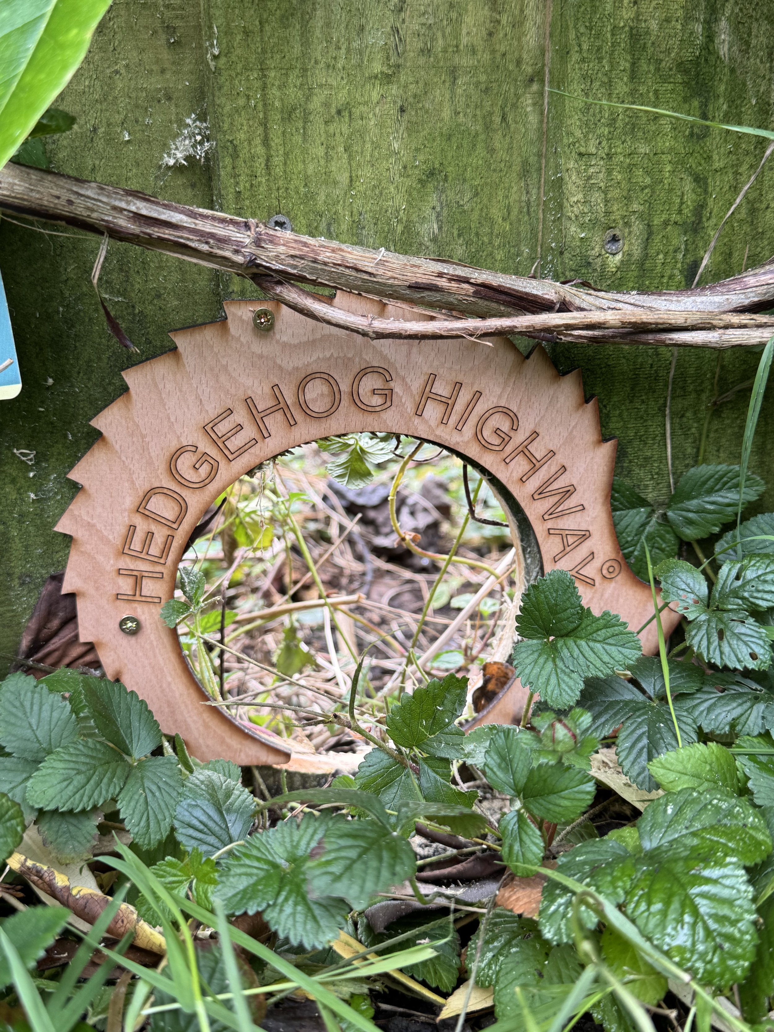 "Hedgehog Highway" cut in a fence in Camden, right by Hamsptead Heath, surrounded by greenery and plants.