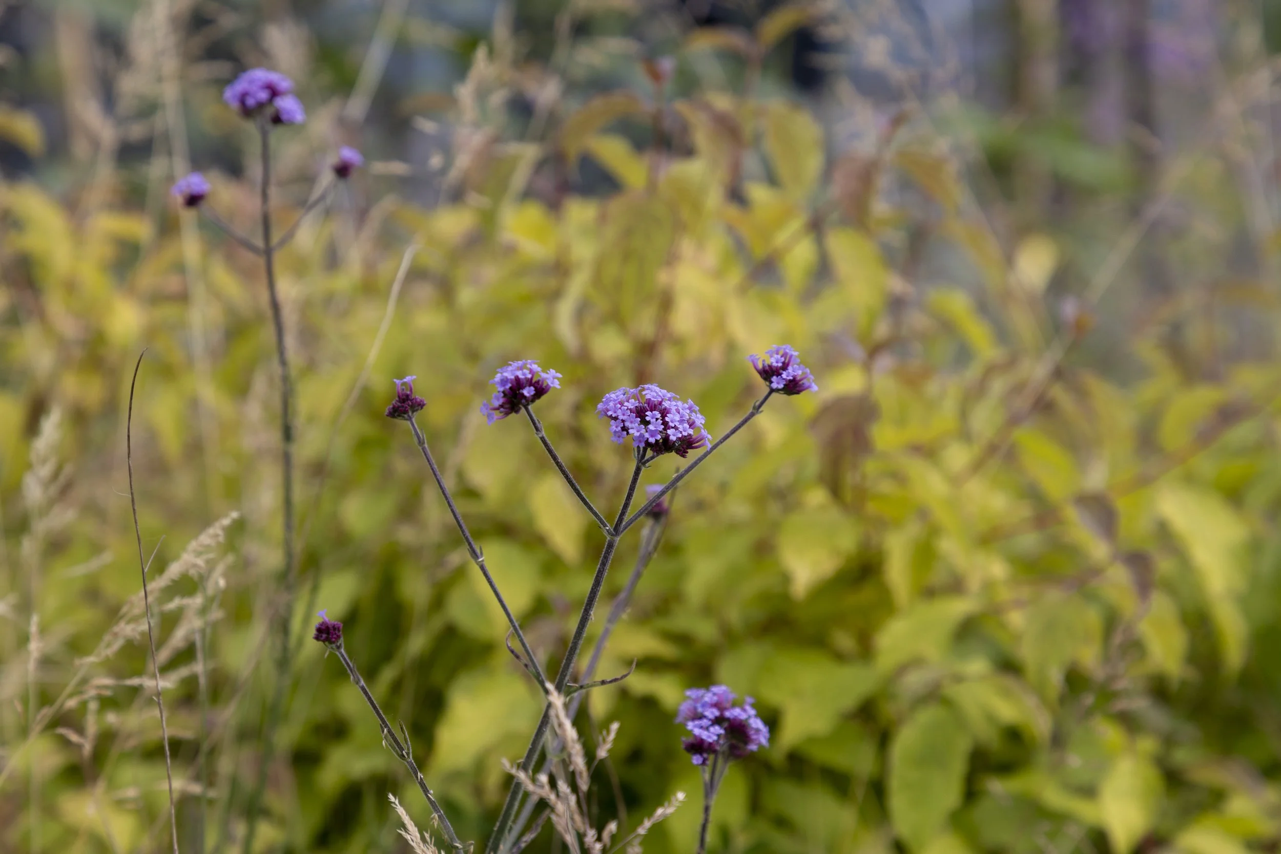 Parliament Hill Scl_222.JPG
