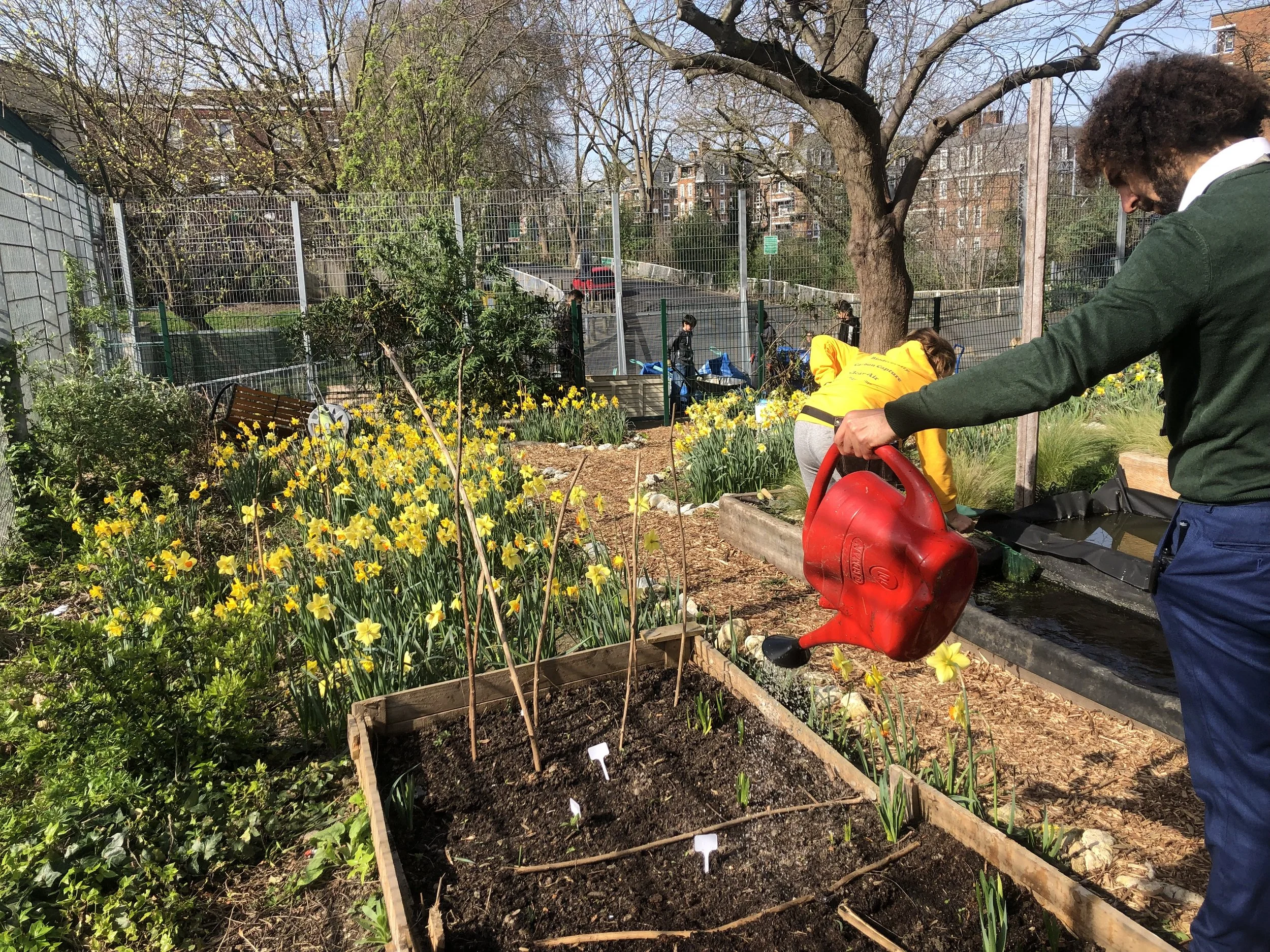 Raised bed being watered by student at Acland Burghley