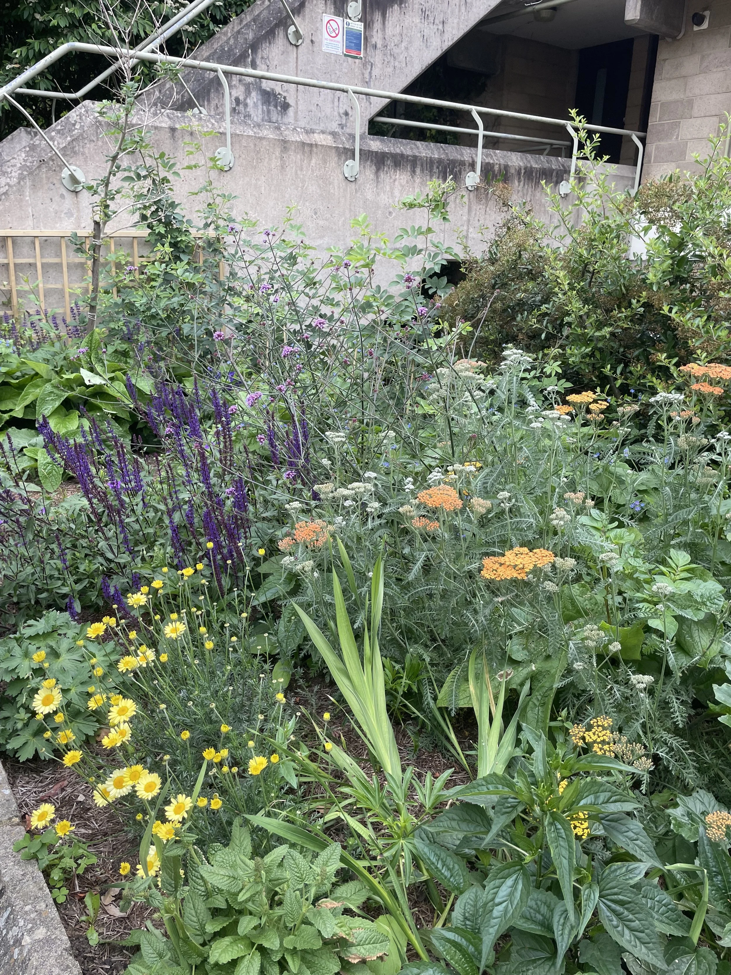 Community-led planting at Whittington Estate, Camden. Volunteers welcome to help green urban spaces and restore biodiversity!
