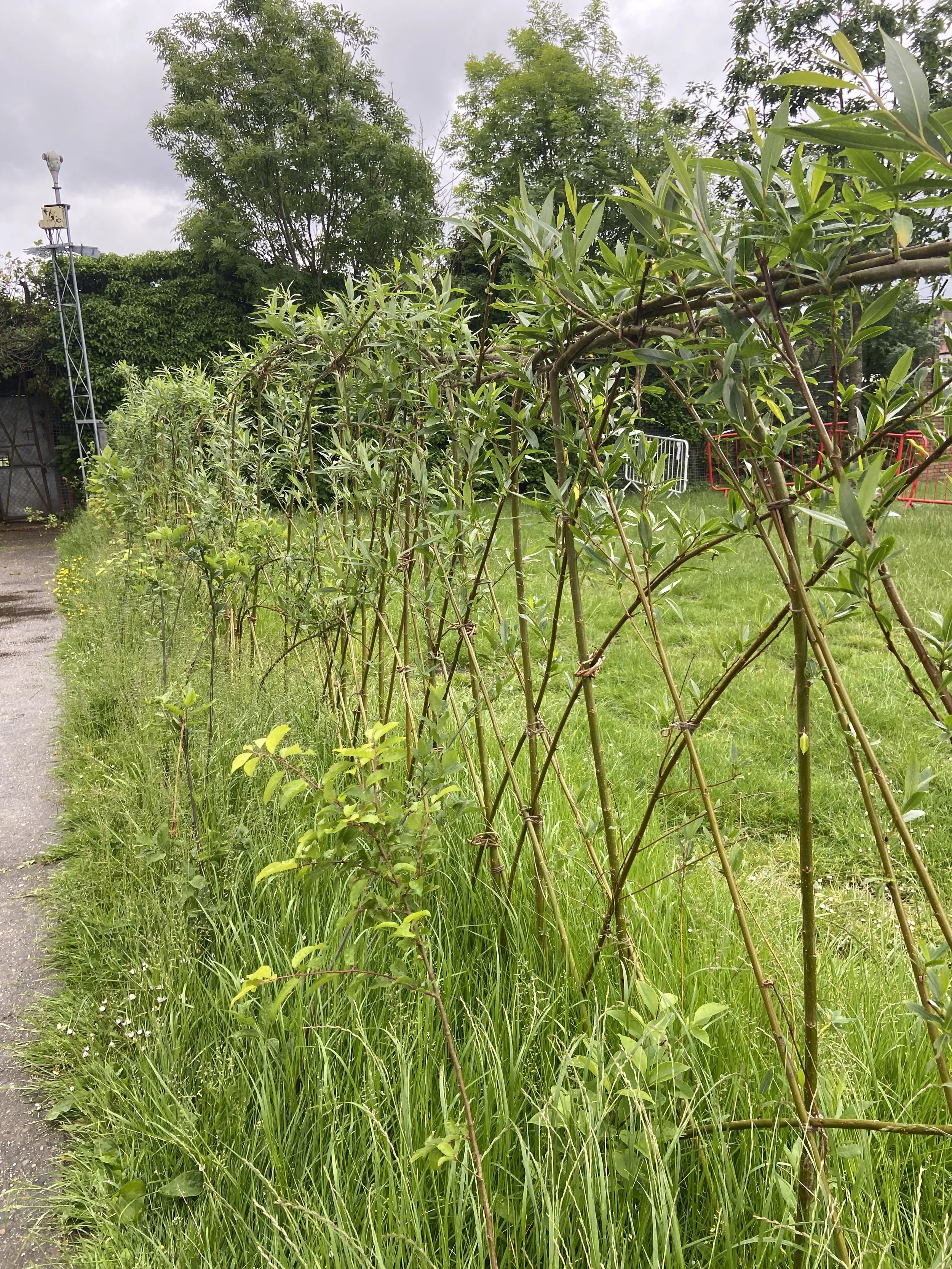 Willow wildlife hedge at Hampstead School, providing shelter for birds, pollinators, and enhancing biodiversity in the school grounds.