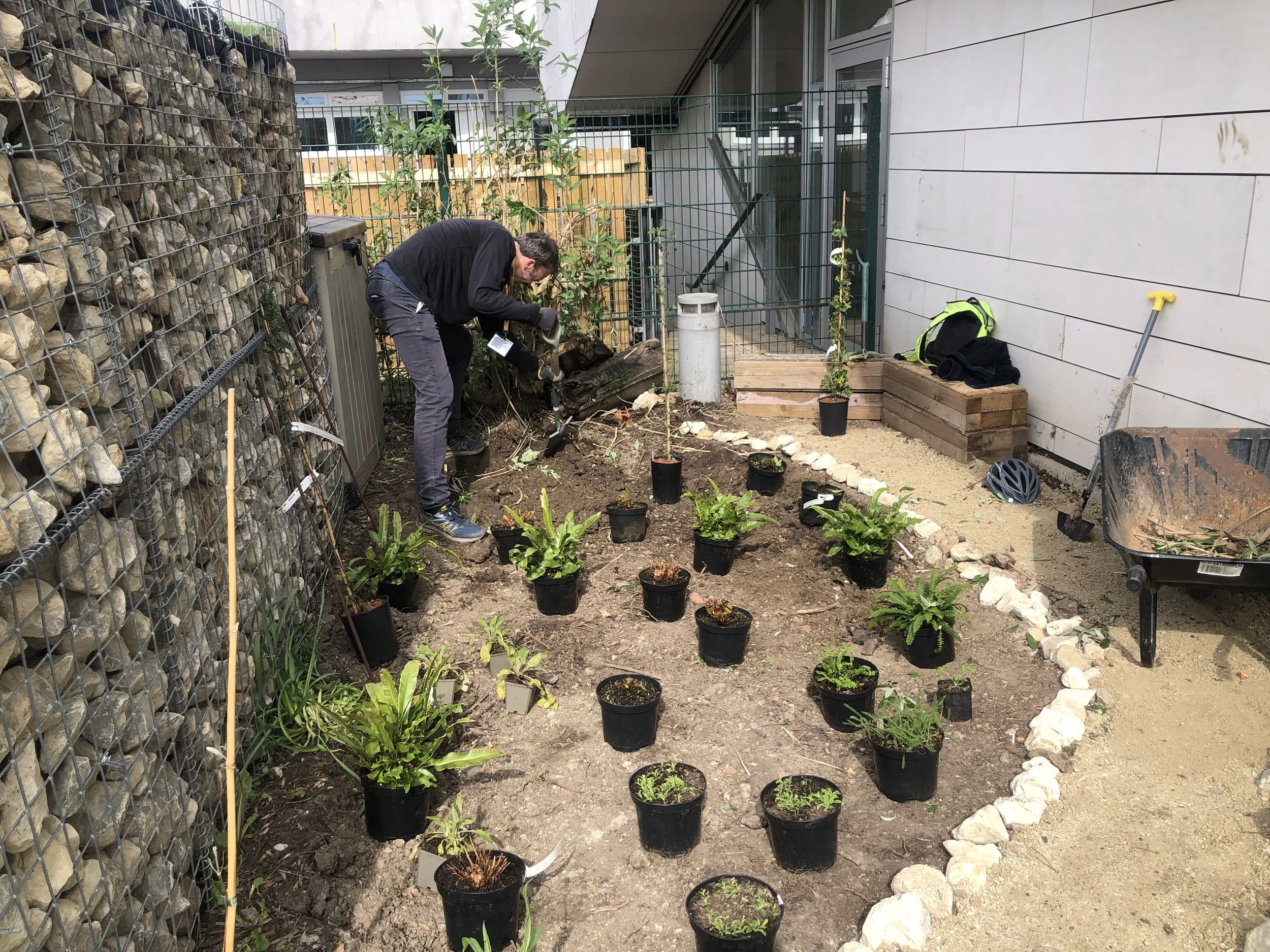 Pollinator-friendly perennials, bringing bursts of life to urban green spaces.