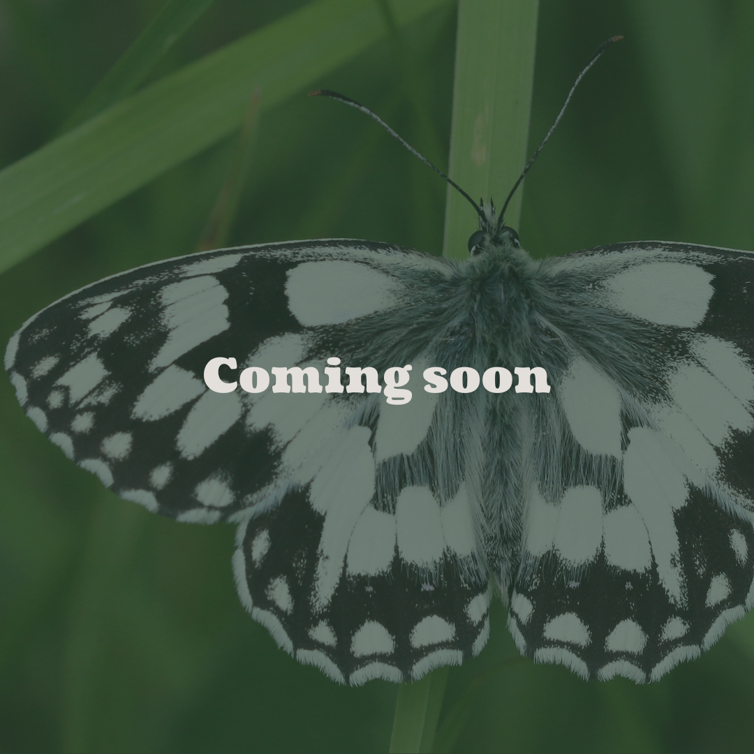 Black and white butterfly on green leaves with 'Coming soon' text overlay.