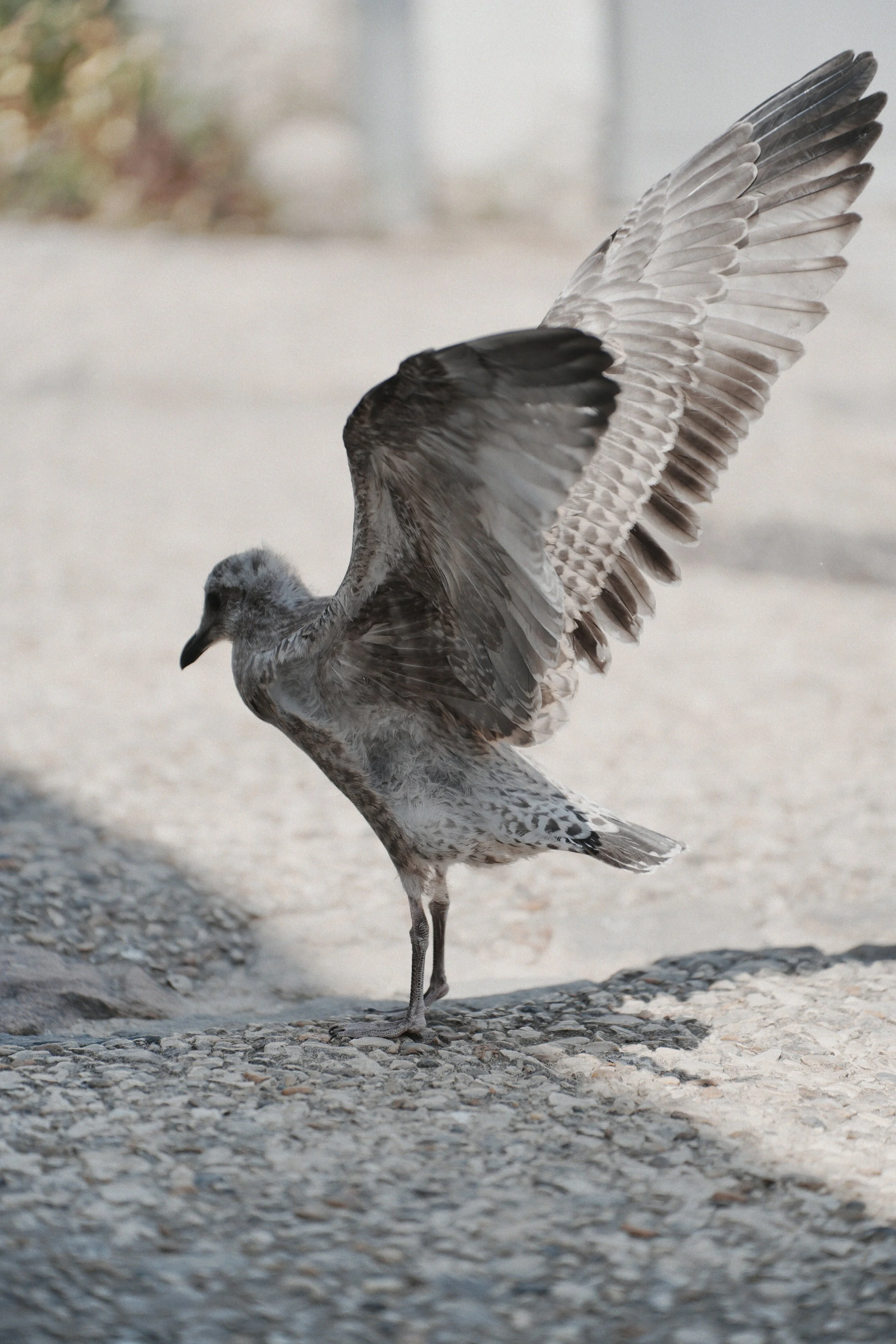 goeland-juvenile-ailes-deployees-atterrissage-photographie-animaliere-yoann-vareille-photographe-brive-correze-nouvelle-aquitaine.jpg