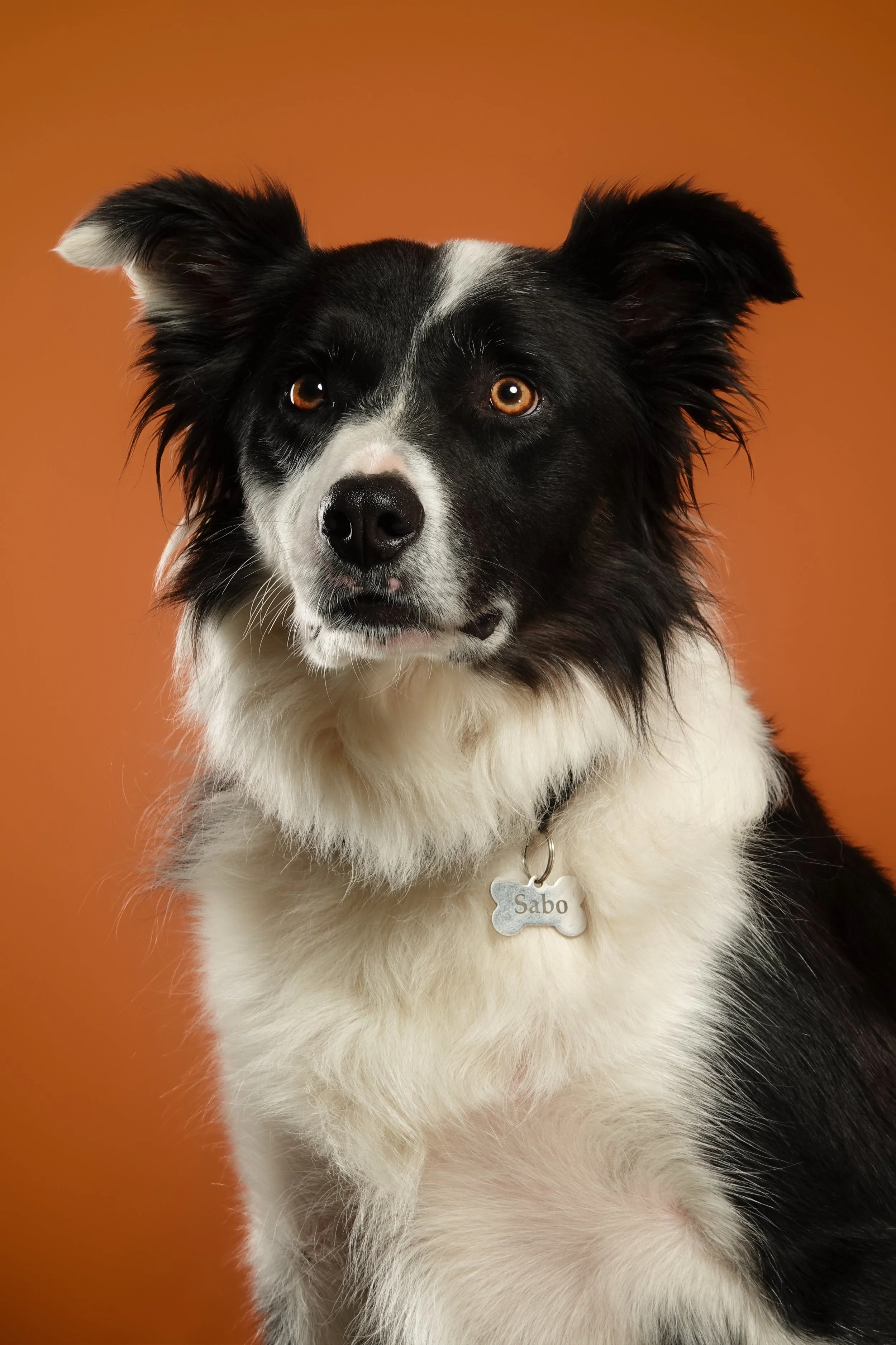 portrait-border-collie-chien-studio-fond-orange-yoann-vareille-photographe-brive-correze-nouvelle-aquitaine.jpeg
