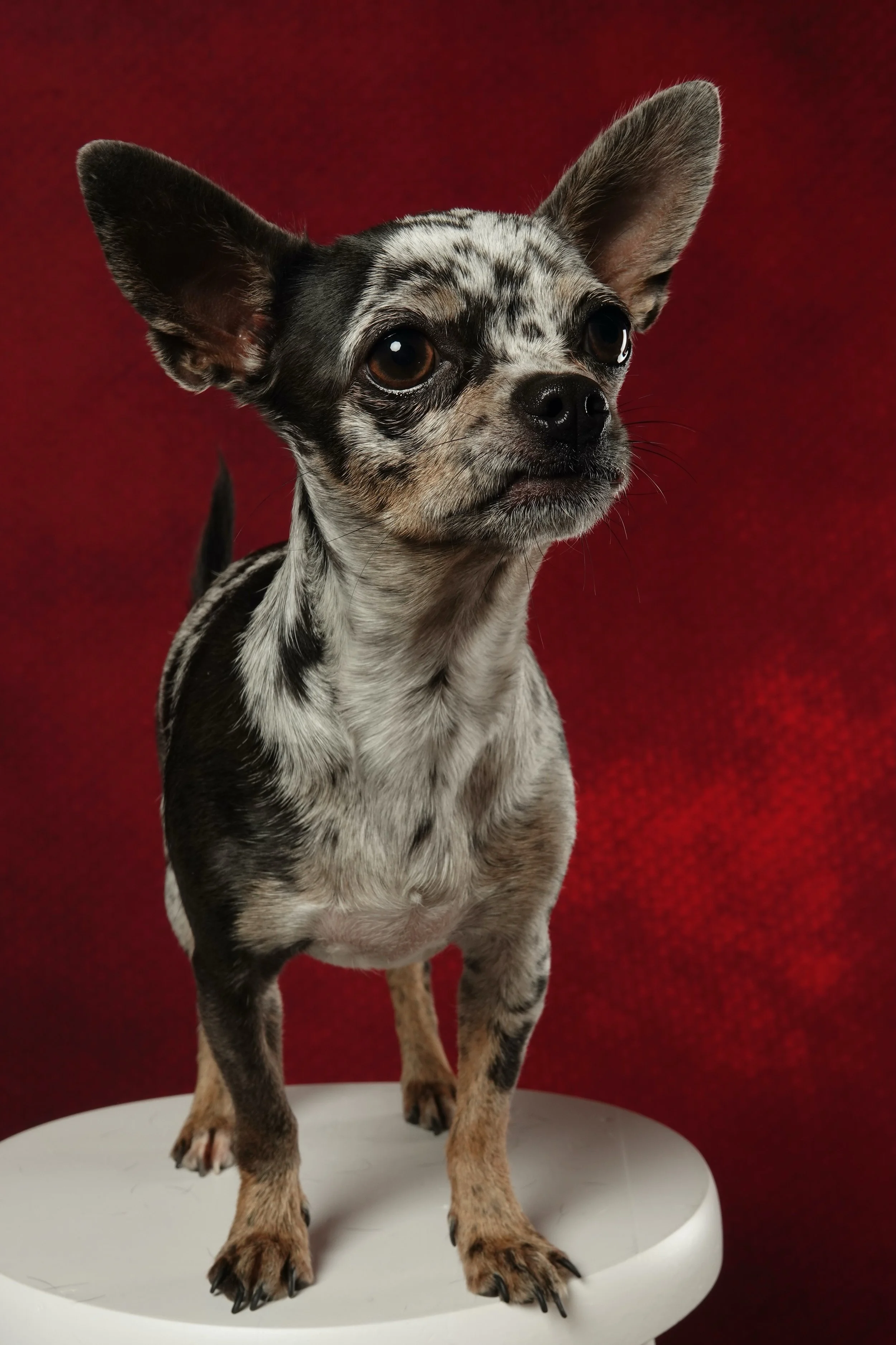 portrait-chien-chihuahua-studio-fond-rouge-yoann-vareille-photographe-animalier-brive-correze-nouvelle-aquitaine.jpg