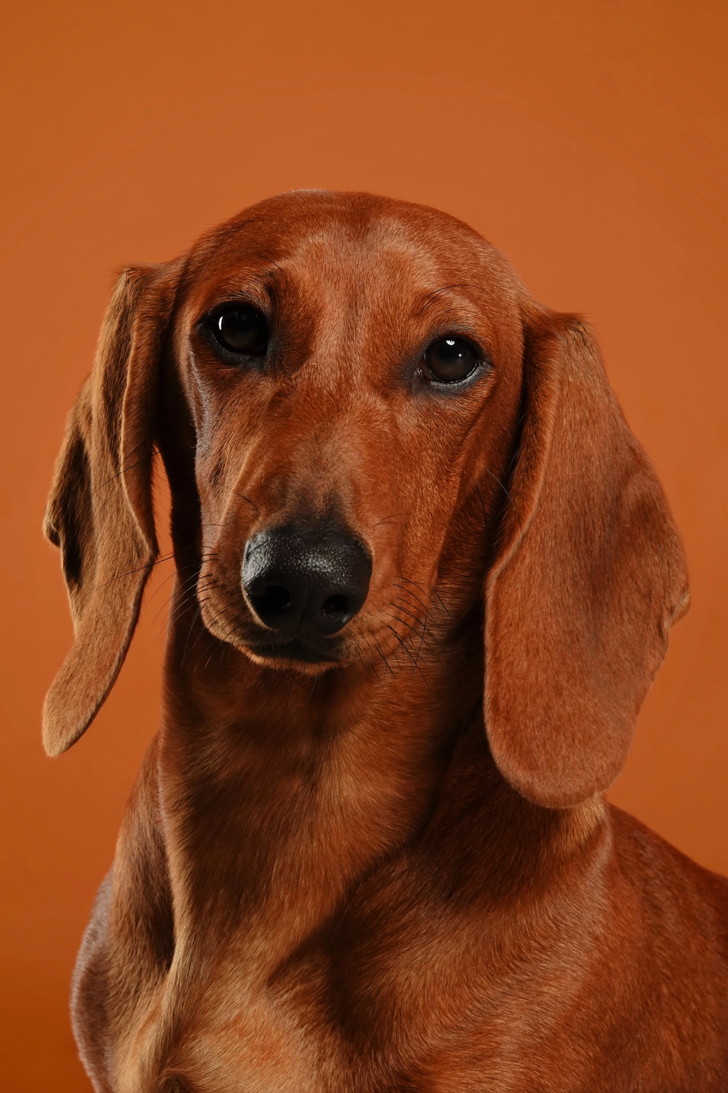 portrait-teckel-chien-studio-fond-orange-yoann-vareille-photographe-brive-correze-nouvelle-aquitaine.jpeg