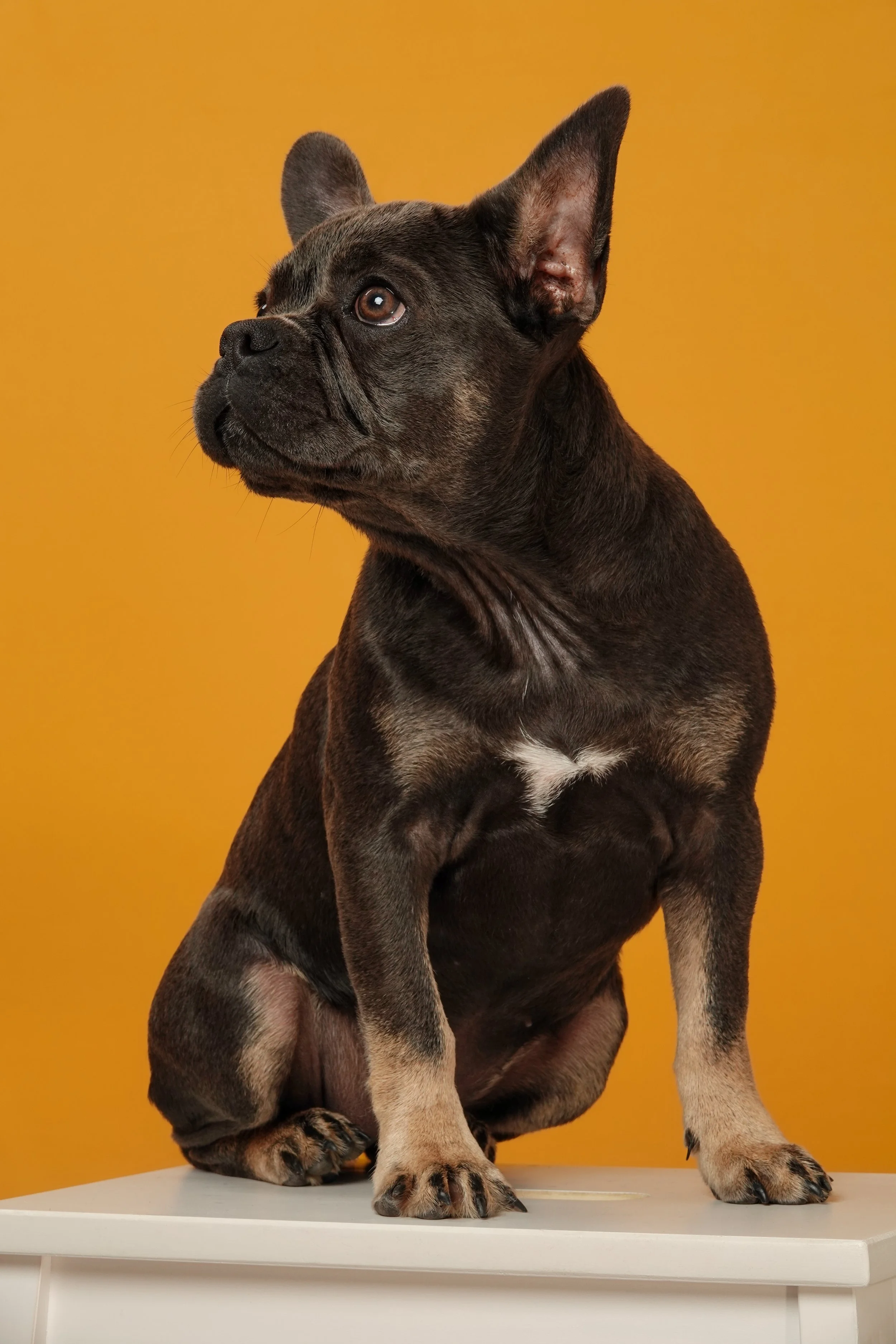 portrait-bouledogue-francais-adulte-studio-fond-orange-yoann-vareille-photographe-brive-correze-nouvelle-aquitaine.jpg