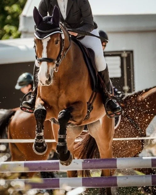 Yoann Vareille - Photographe équitation - Brive-la-Gaillarde, Corrèze, Nouvelle-Aquitaine