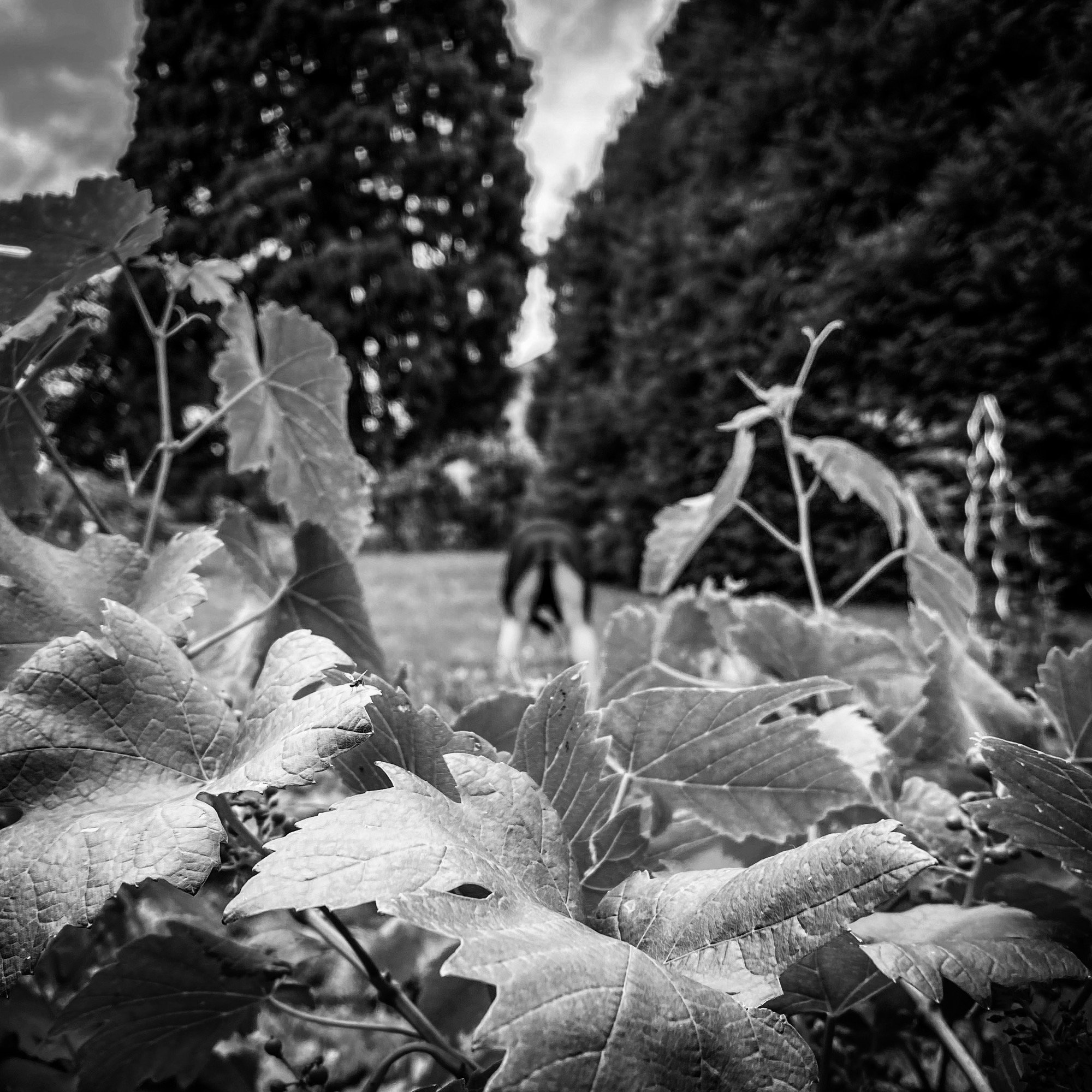 À travers les feuilles, la silhouette du modèle penché dans le jardin dévoile son fessier en arrière-plan, dans une mise en scène naturelle et pleine de mystère. Nathalie Q photographiée par Yoann Vareille, photographe de charme, Brive-la-Gaillarde, 