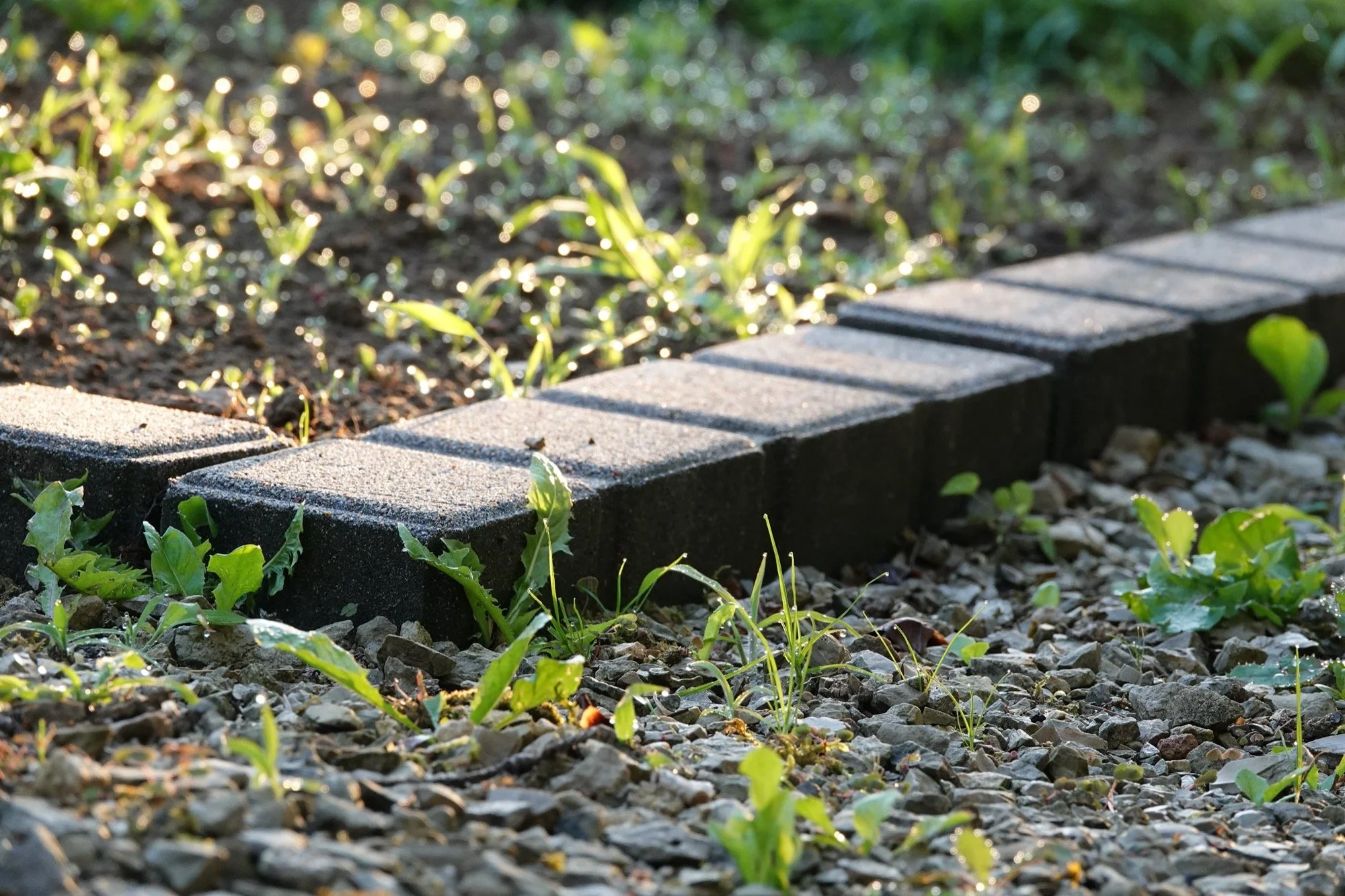 Rayons de lumière matinale illuminant un bord de chemin pavé, capturé par Yoann Vareille, photographe abstrait basé à Brive-la-Gaillarde, Corrèze, Nouvelle-Aquitaine.
