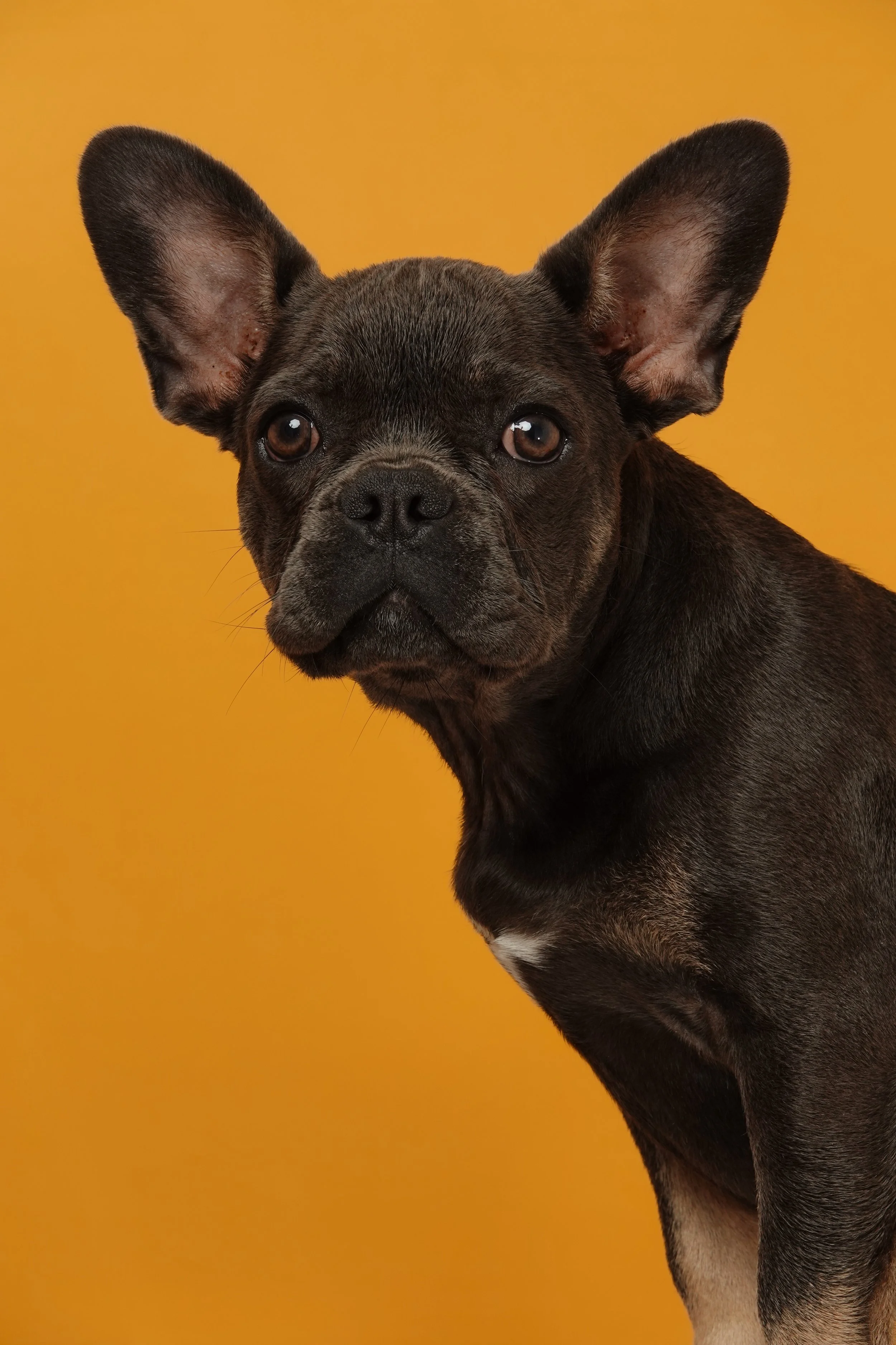 portrait-bouledogue-francais-chien-studio-fond-jaune-yoann-vareille-photographe-brive-correze-nouvelle-aquitaine.jpg