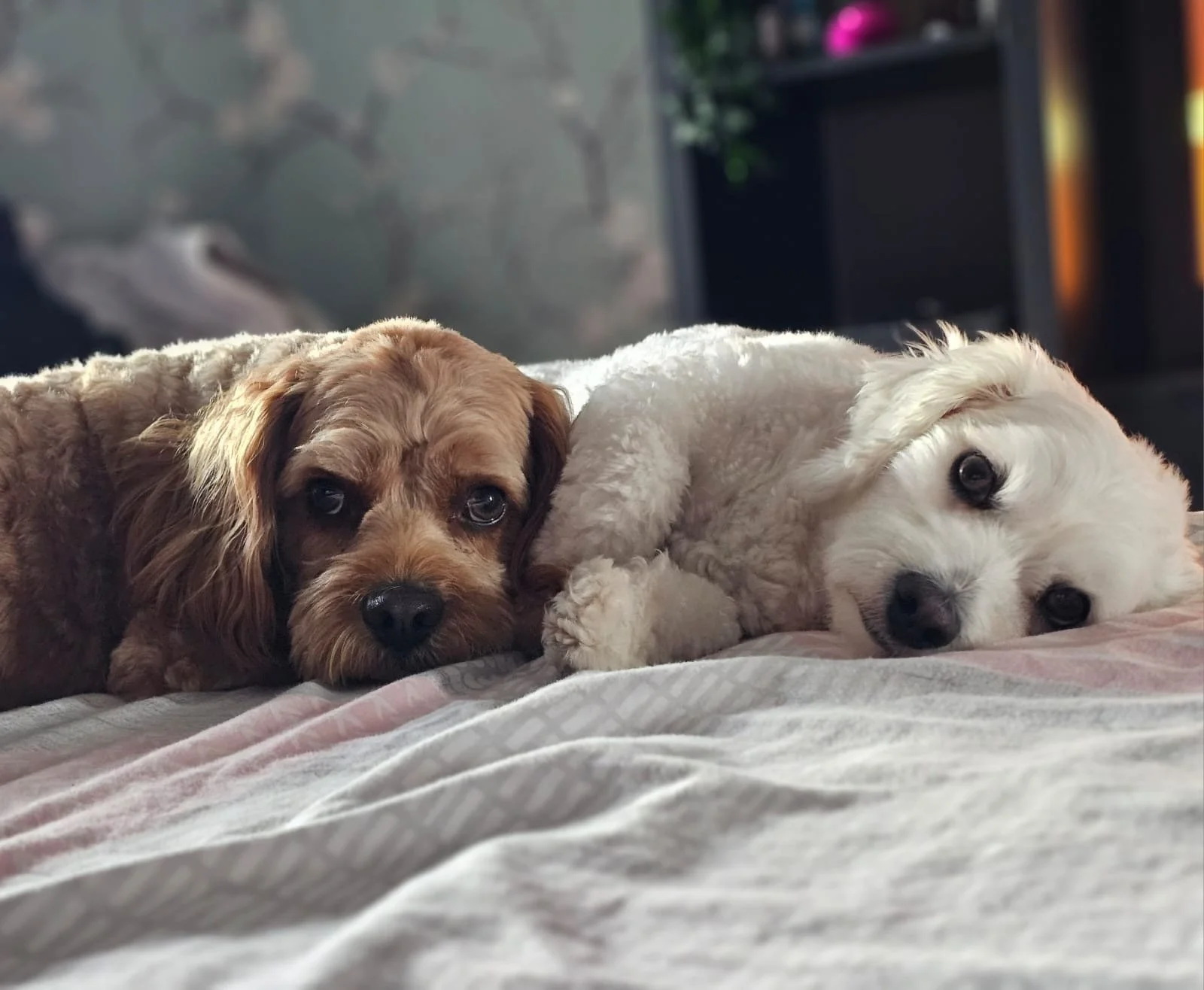 c43720fa-5c91-4e48-9838-71f53caa91b7 (1).JPG