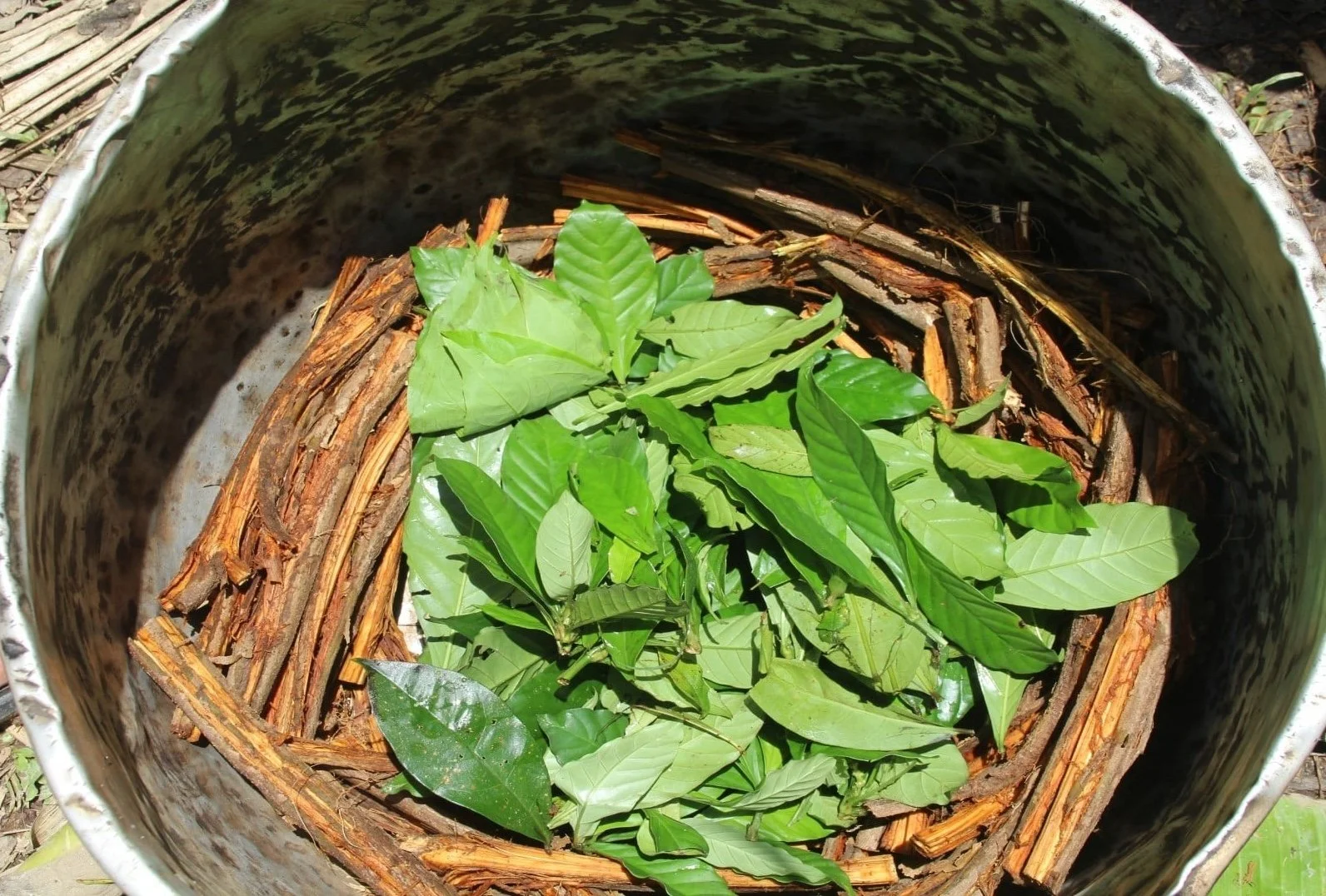 Plant Medicine Psychedelic Integration Session (Single Session)