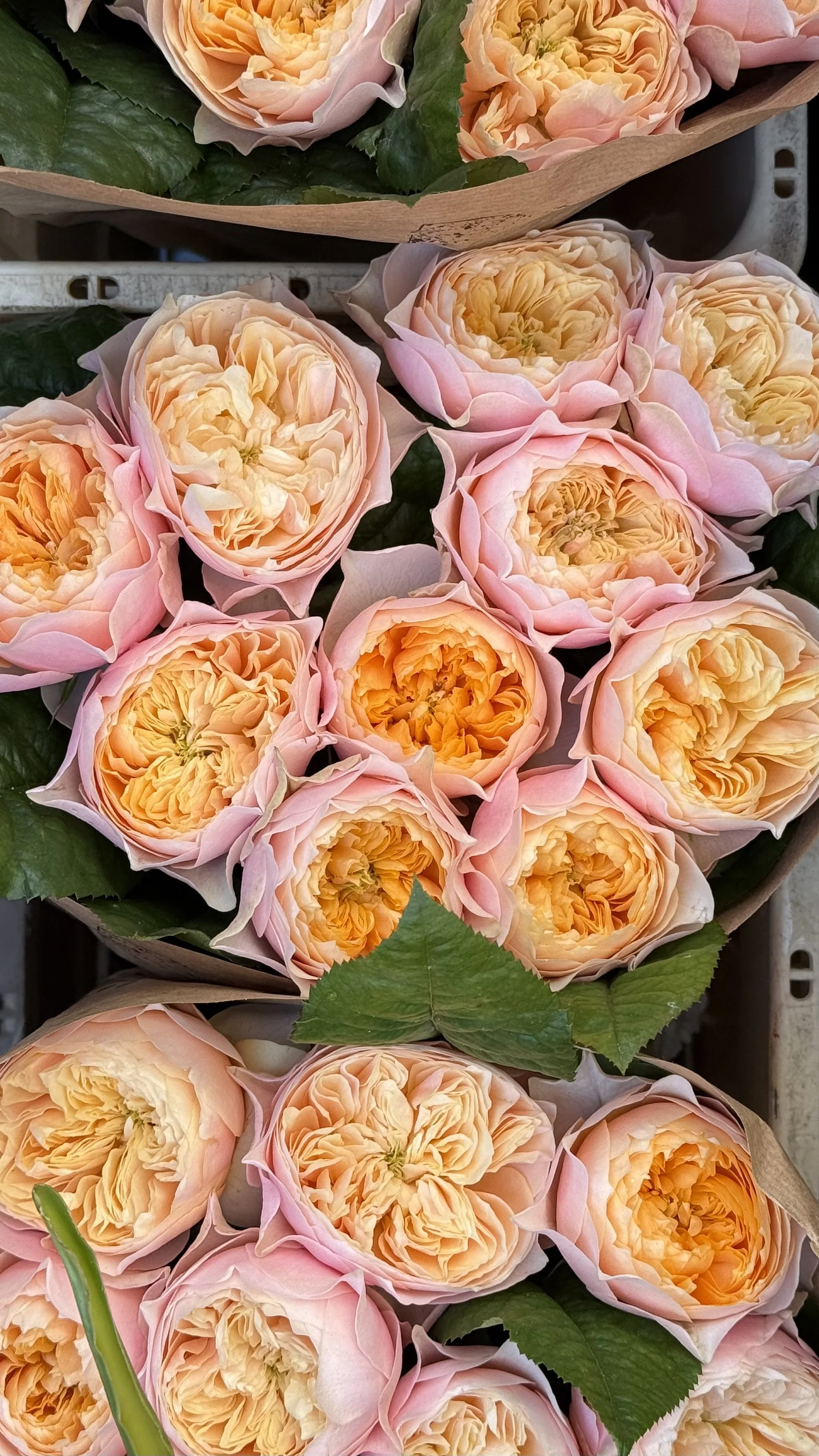 Rosa Pfingstrosen am Columbia Road Flower Market.