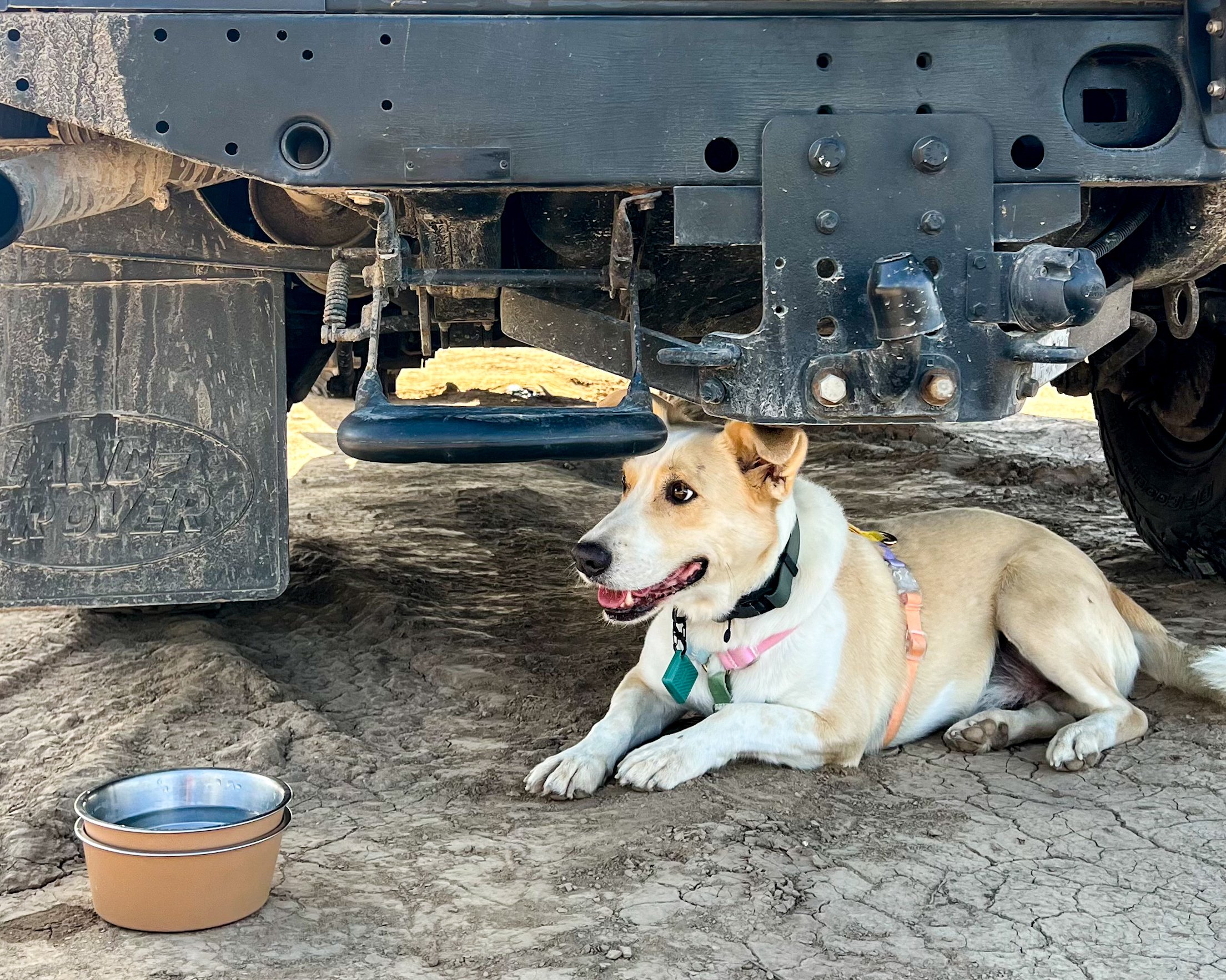 Yari liegt unter dem Land Rover im Schatten.