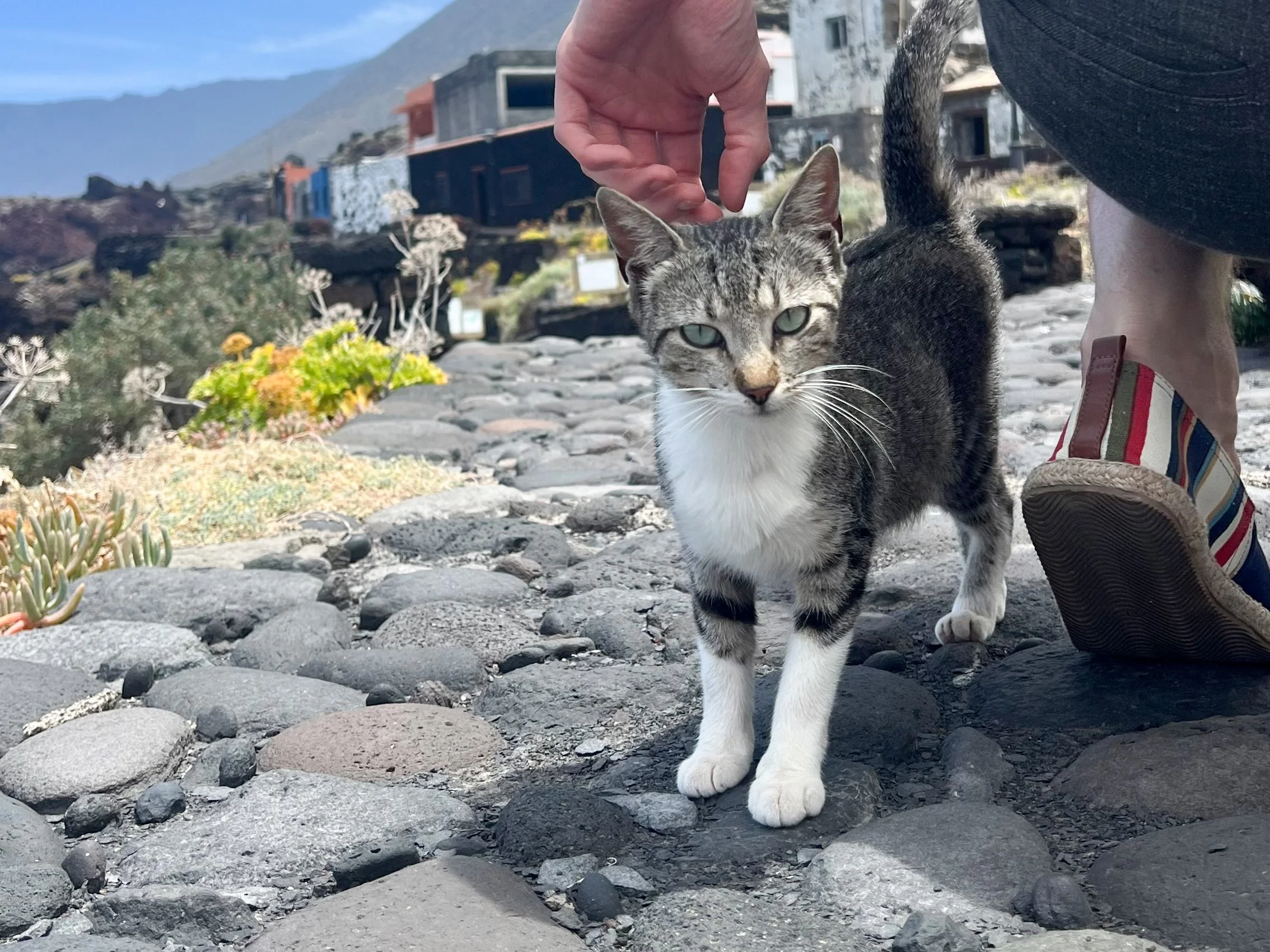 Wildes Kätzchen in El Hierro.