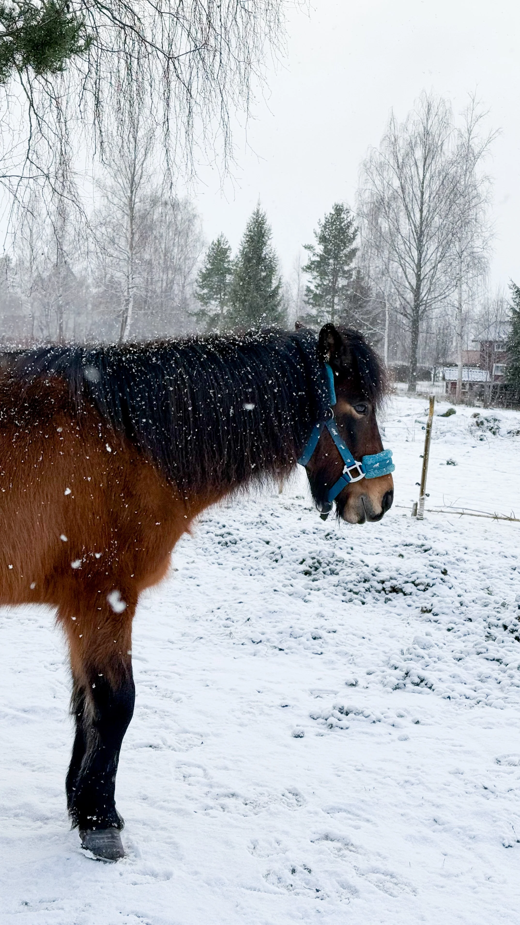 Ein braunes Pferd mit schwarzer Mähne steht im Schneefall im Freien, umgeben von Bäumen und einer ländlichen Umgebung.