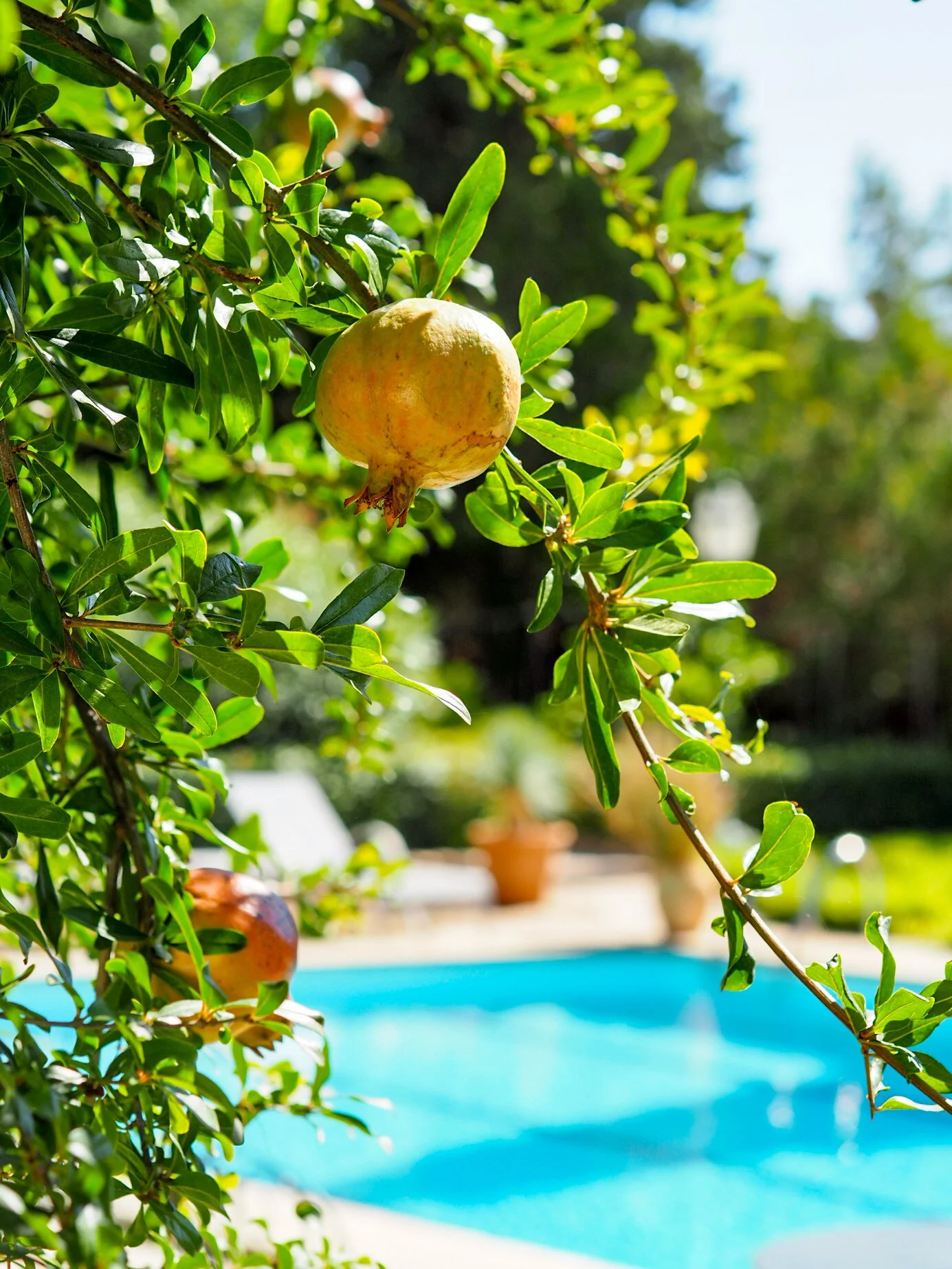 Pool & Granatapfelbaum.