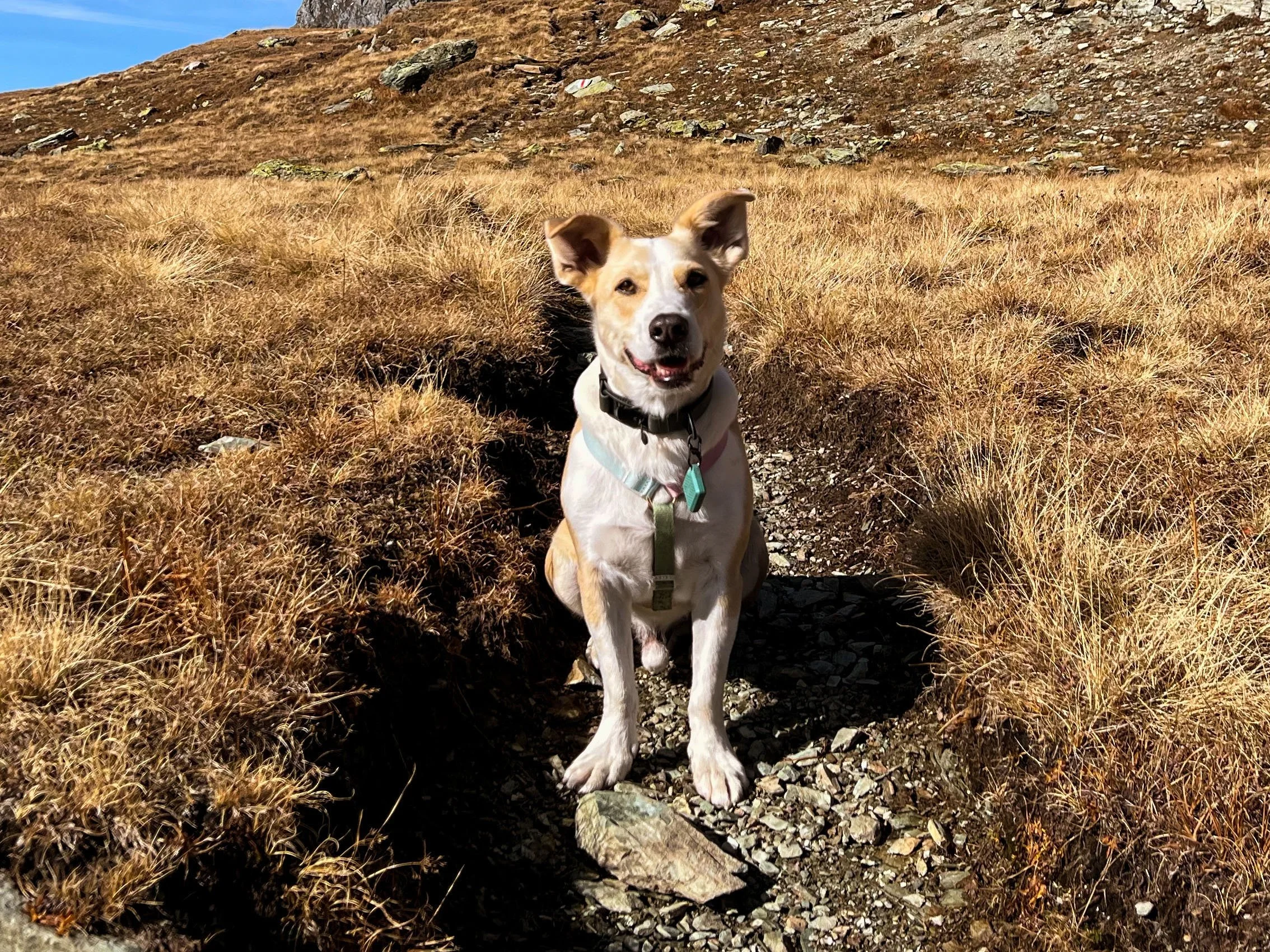 Glücklicher Hund macht Pause beim Wandern.